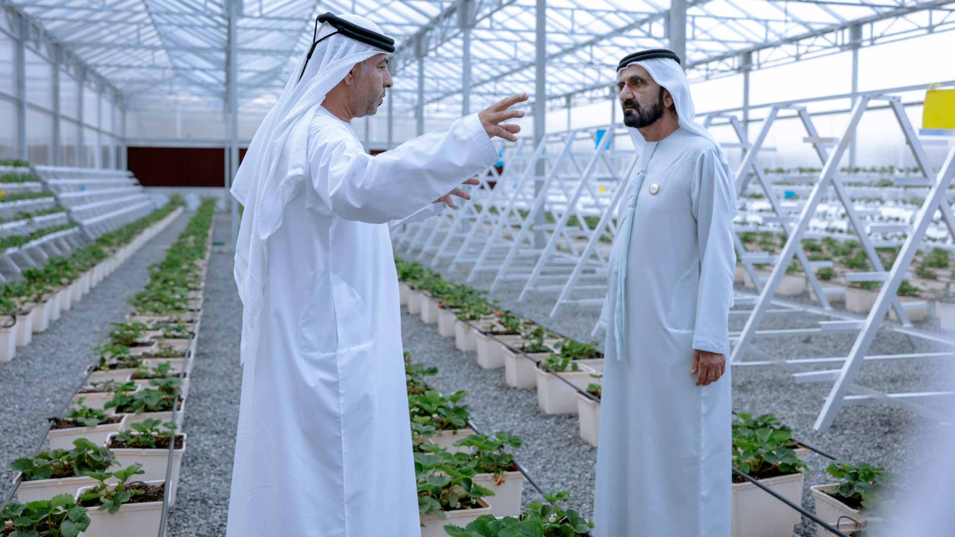 صورة بعنوان: محمد بن راشد يشيد بجهود أبناء الوطن لزيادة إنتاجية القطاع الزراعي 