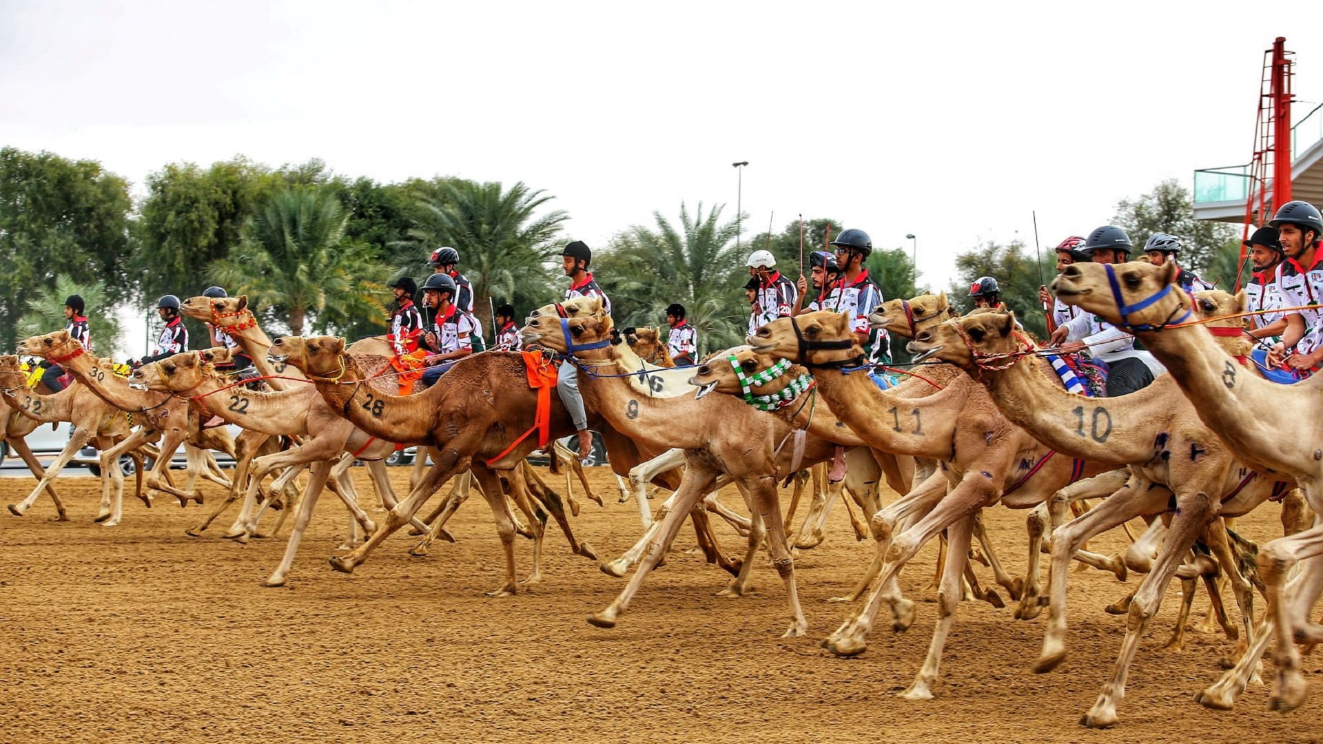 صورة بعنوان: ماراثون اليوم الوطني يزين افتتاحية مهرجان ولي عهد دبي للهجن 