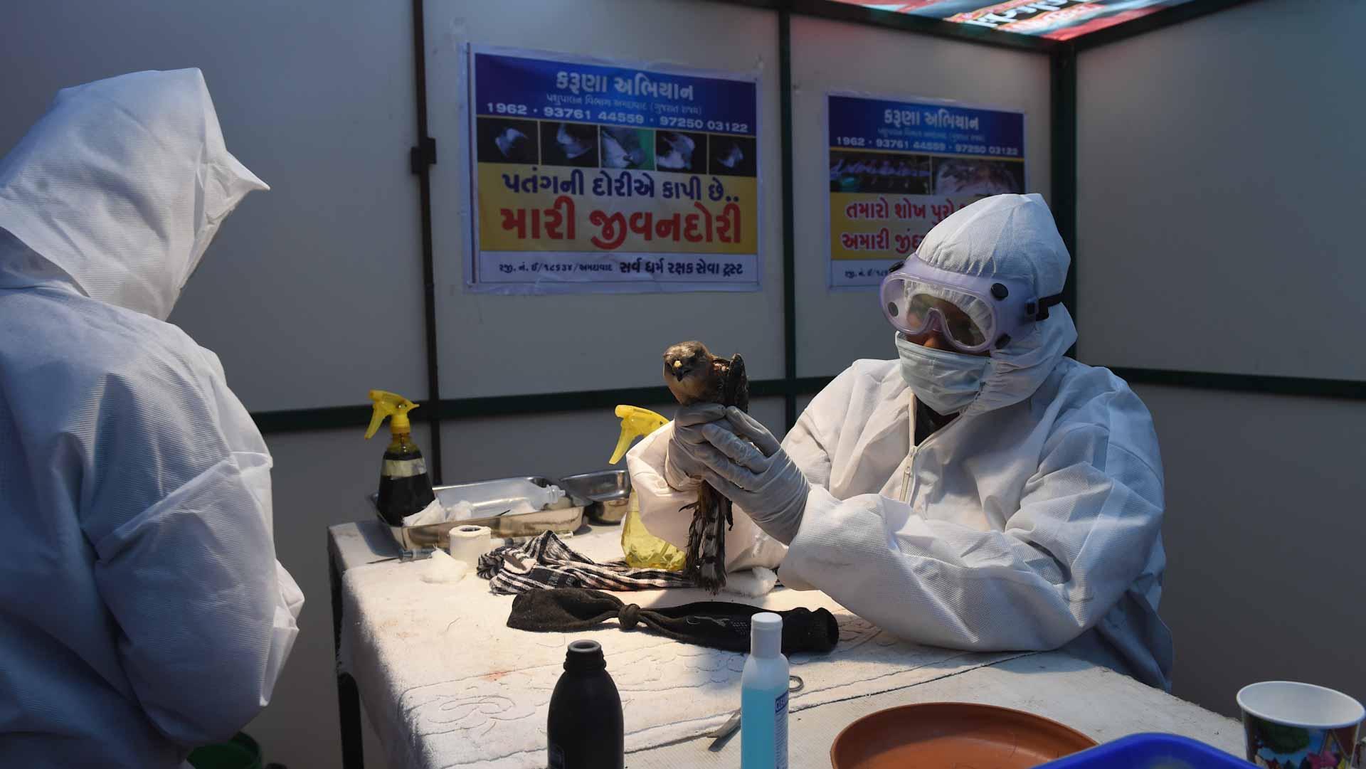 صورة بعنوان: اليابان تكتشف بؤرة جديدة لتفشي إنفلونزا الطيور 