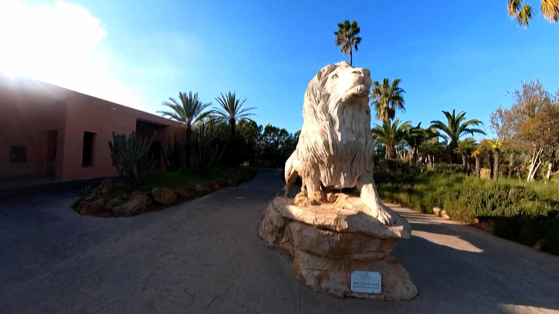 Image for the title: Bones of Atlas lions on display at Rabat Zoological Park 