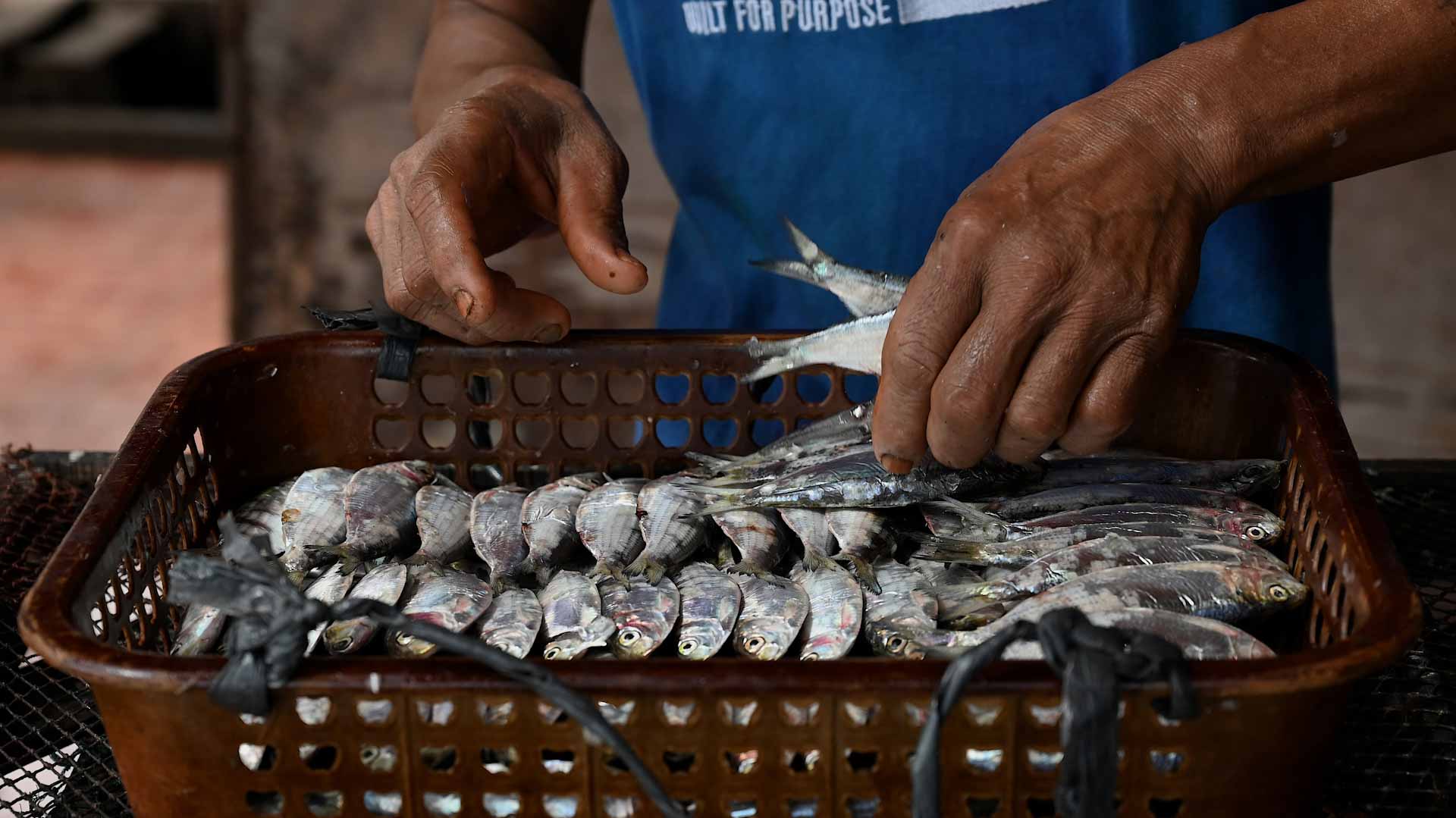 Image for the title: One wild fish equals one month of drinking polluted water, Study 