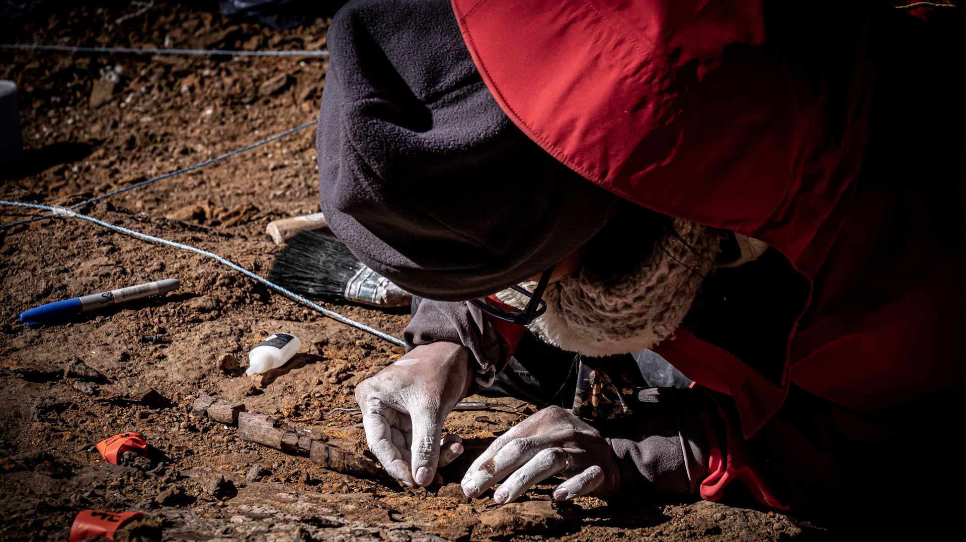 Image for the title: Scientists unearth megaraptor fossils in Chile 