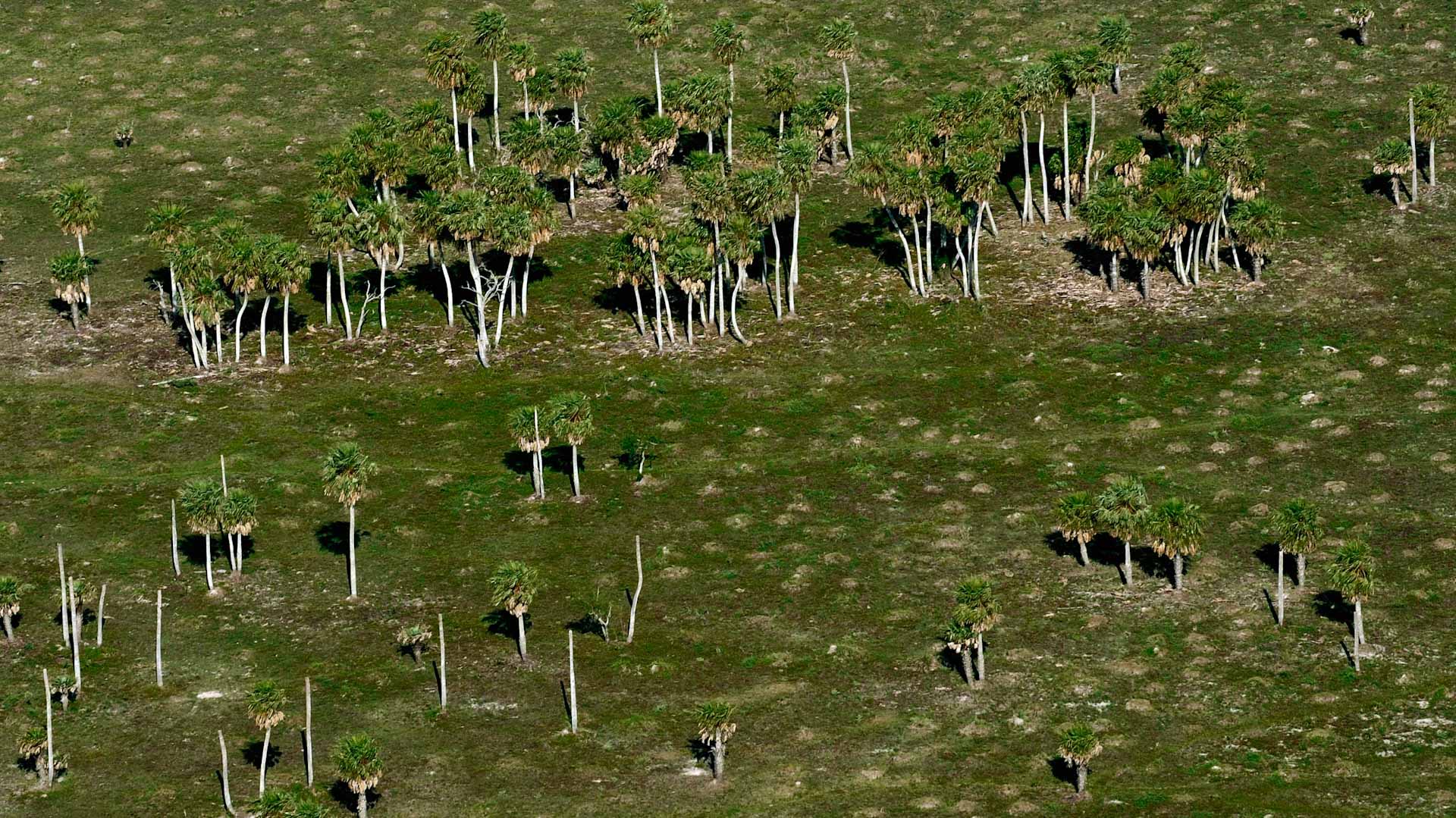 Image for the title: Argentina's crops under danger due to ongoing drought 