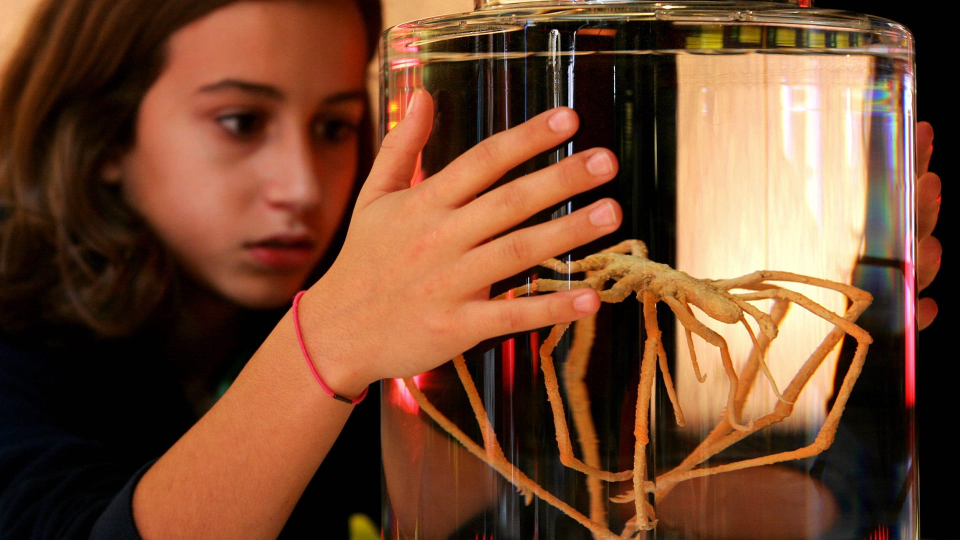 Image for the title: Sea spiders can regrow body parts, not just limbs 
