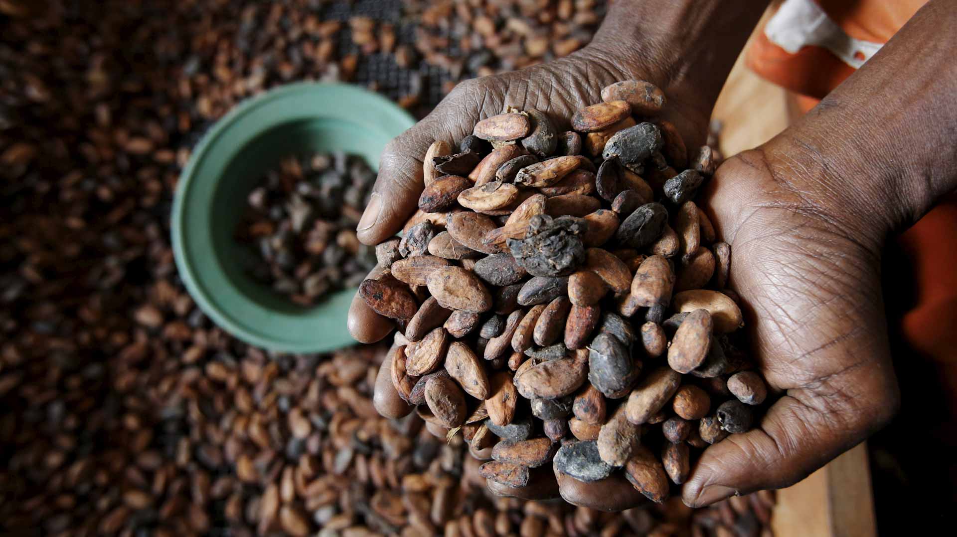صورة بعنوان: ساحل العاج تعزز قدرتها على طحن الكاكاو بإقامة مصانع جديدة 