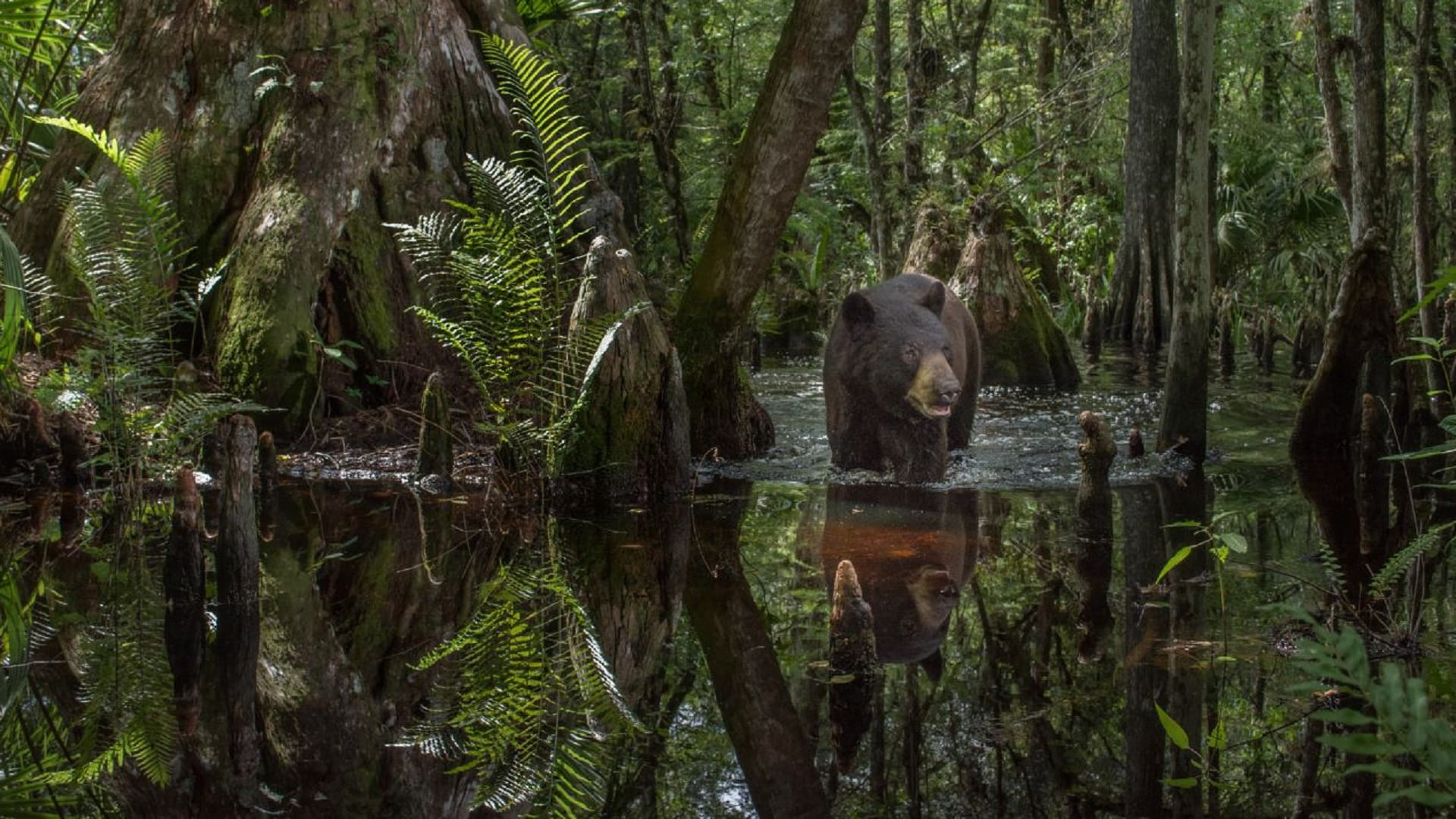 Image for the title: Showcase of wildlife photography to be major attraction at Xposure 
