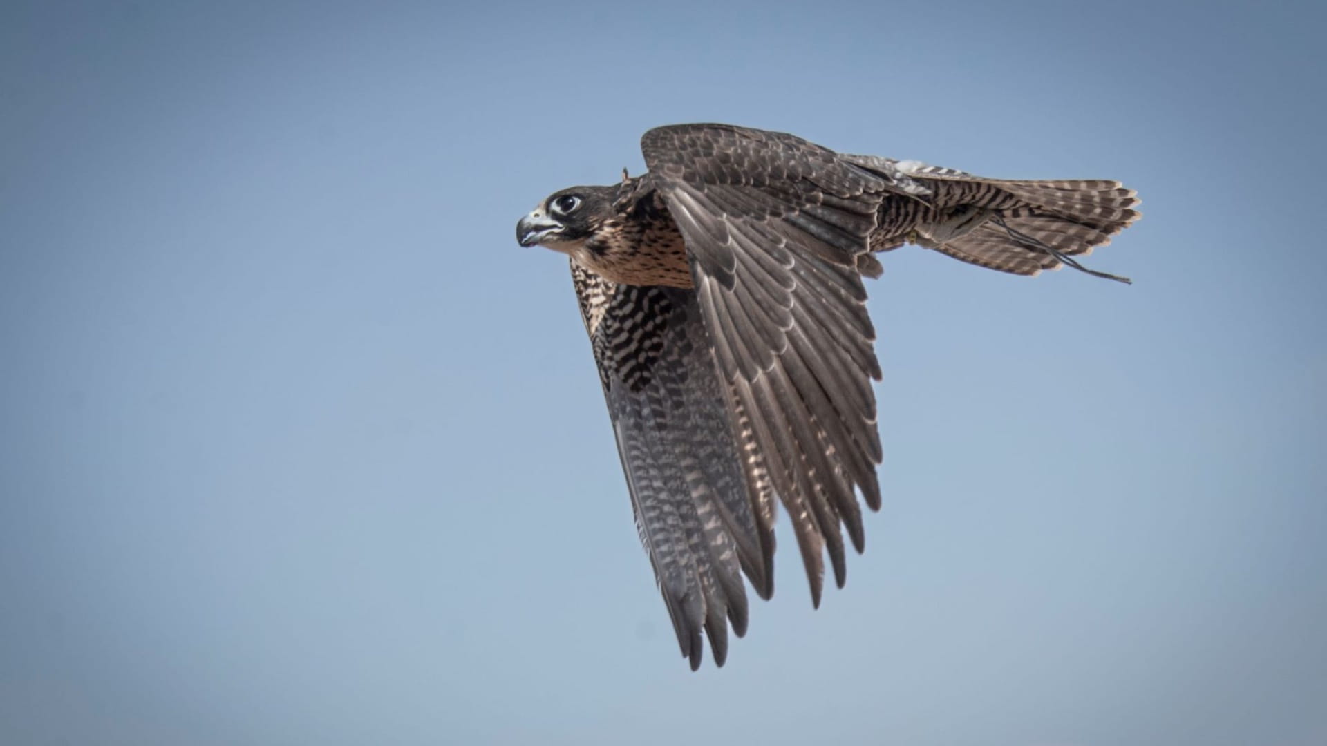 صورة بعنوان: انطلاق منافسات كأس محمد بن راشد لسباقات الصقور  