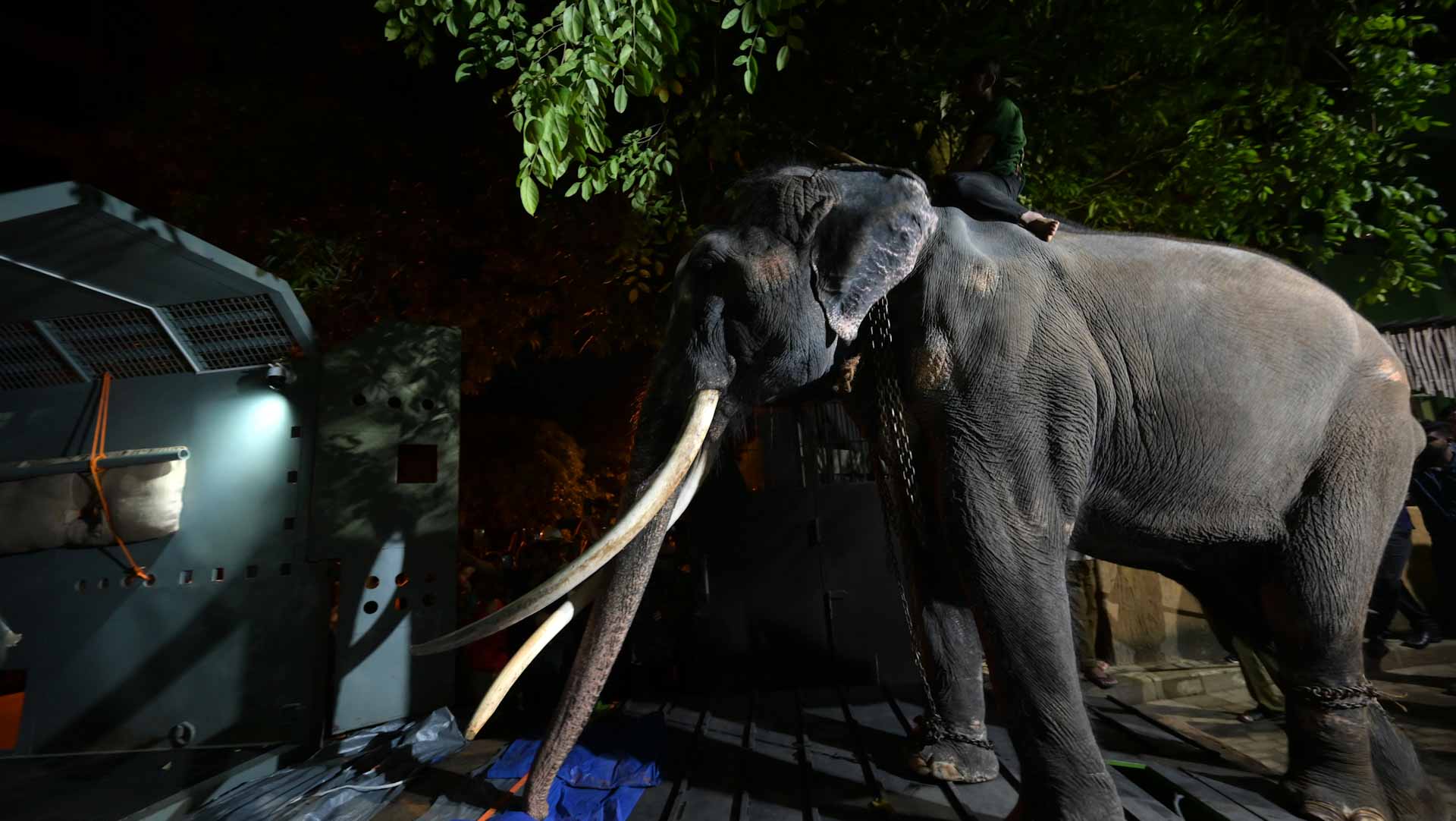 Image for the title: Neglected elephant touches down in Thai homeland after flight 