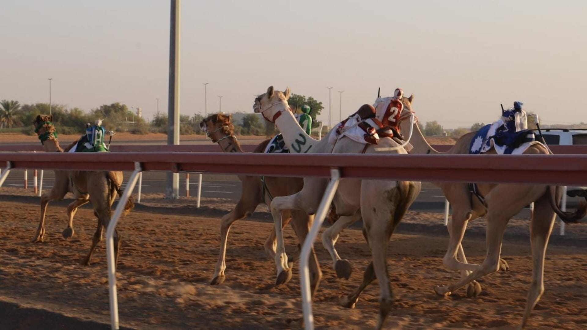 صورة بعنوان: "سن الفطامين" بالذيد يشجع ملاك الهجن في الحفاظ على موروث الآباء 