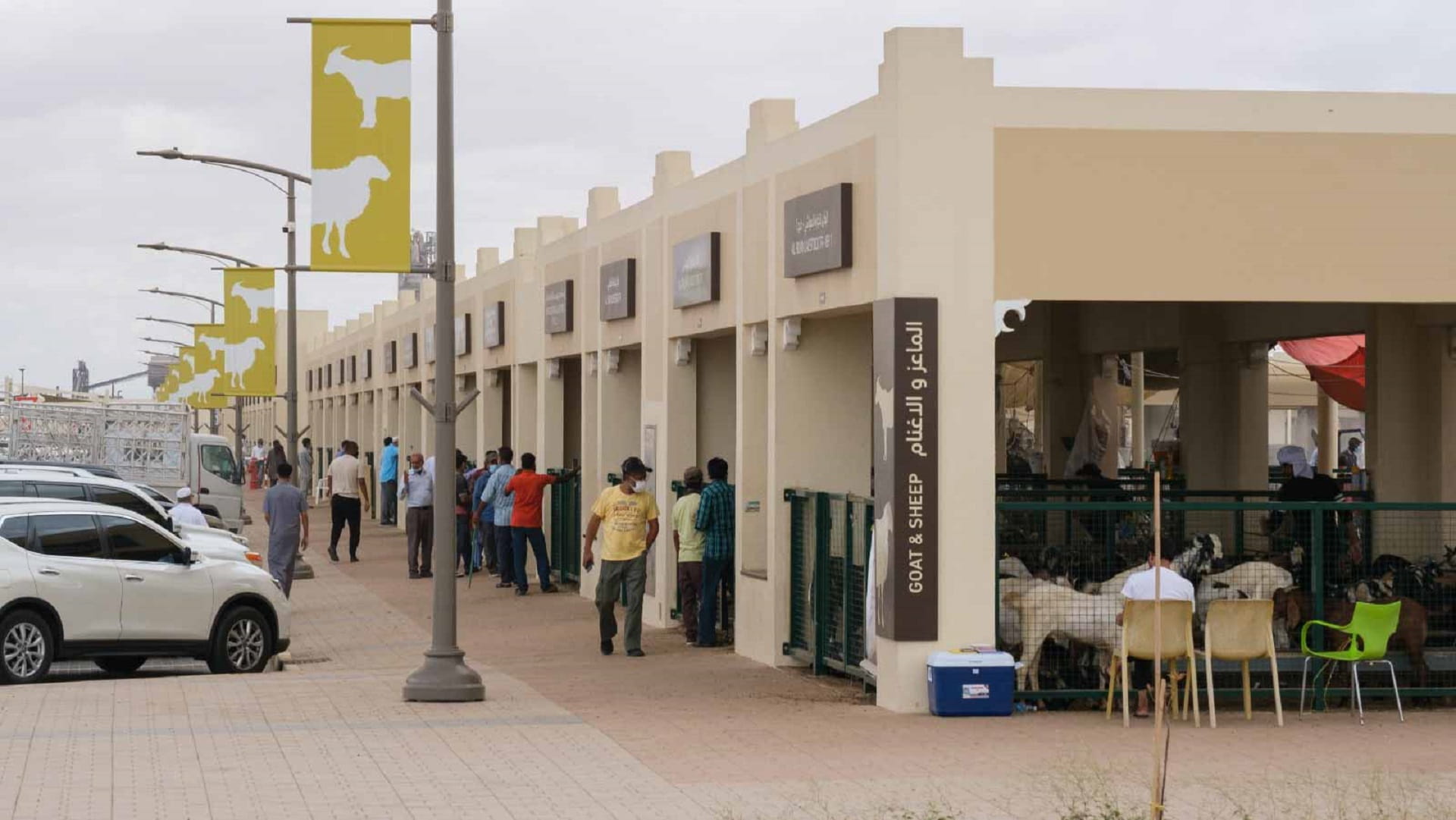 Image for the title: Sharjah Livestock Markets receive 13,199 visitors during Eid 