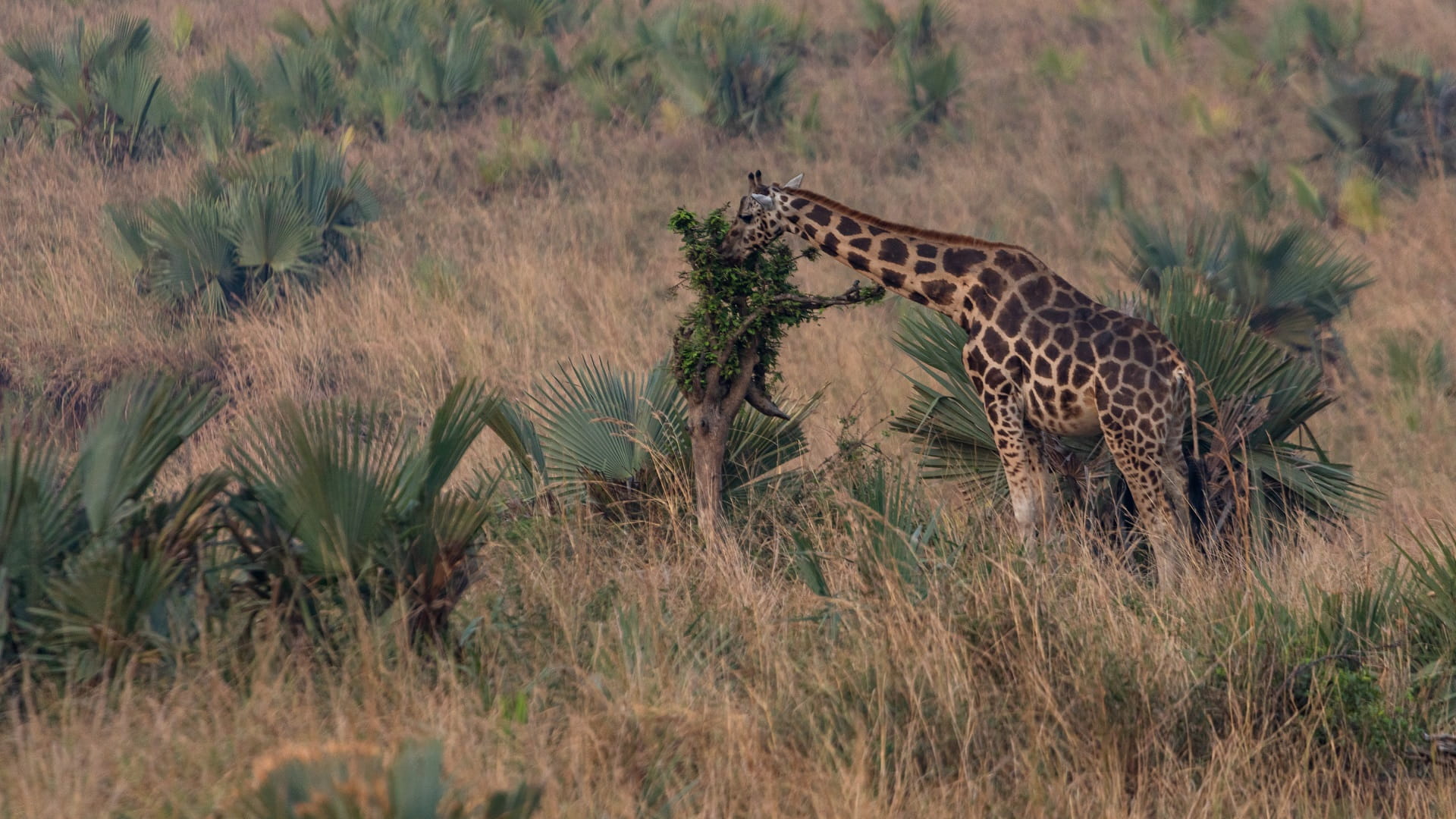 Image for the title: Once locally extinct, giraffes return to Angolan park 