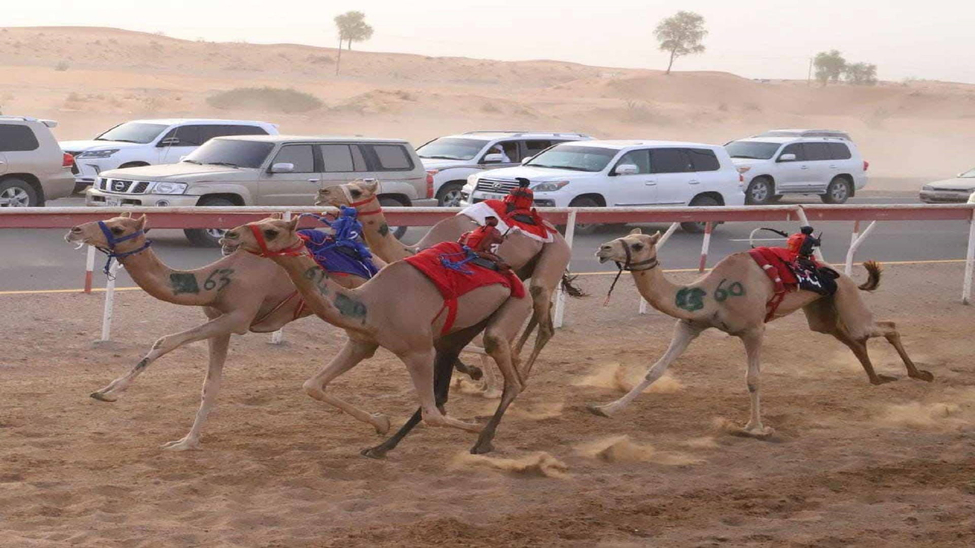 Image for the title: Sharjah Camel Racing Club launches stunning race in Al Dhaid 