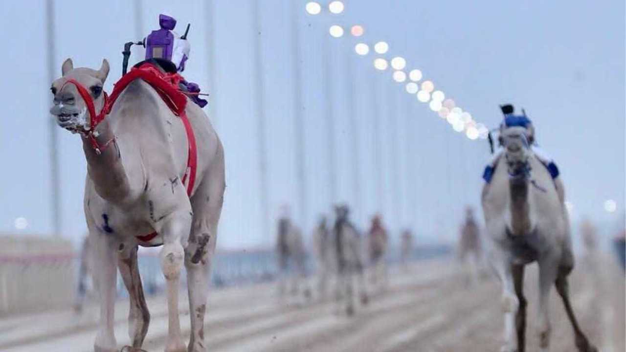 صورة بعنوان: مهرجان هجن الظبي ينطلق صباح السبت بميدان الذيد 