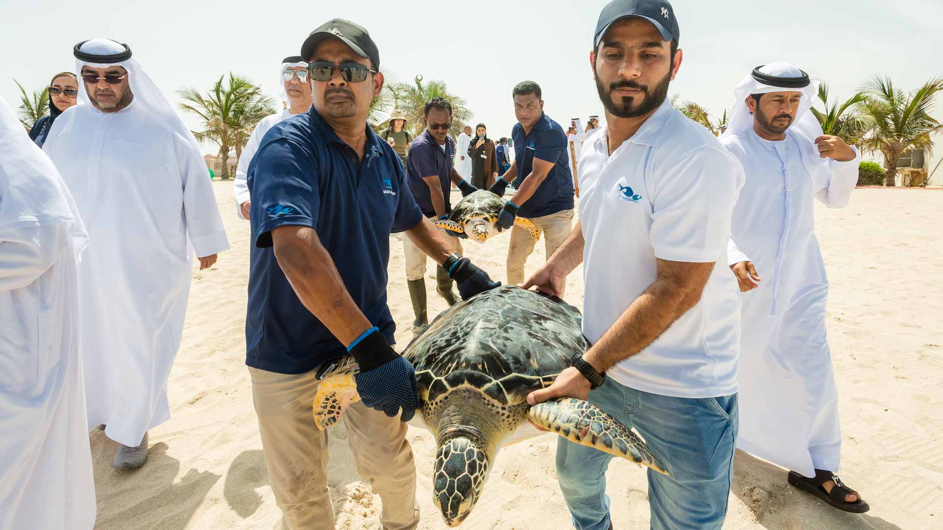 صورة بعنوان: مربى الشارقة للأحياء المائية.. صمام أمان البيئة البحرية 