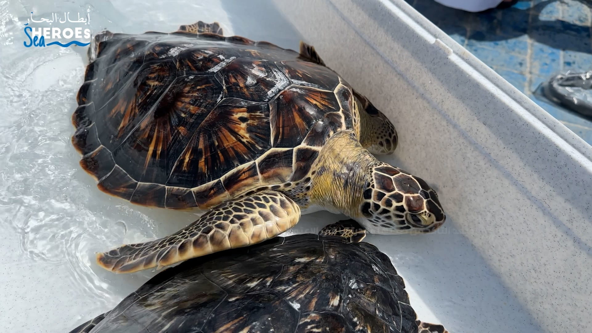 Image for the title: 'Sharjah Aquarium' safety valve for marine turtles 