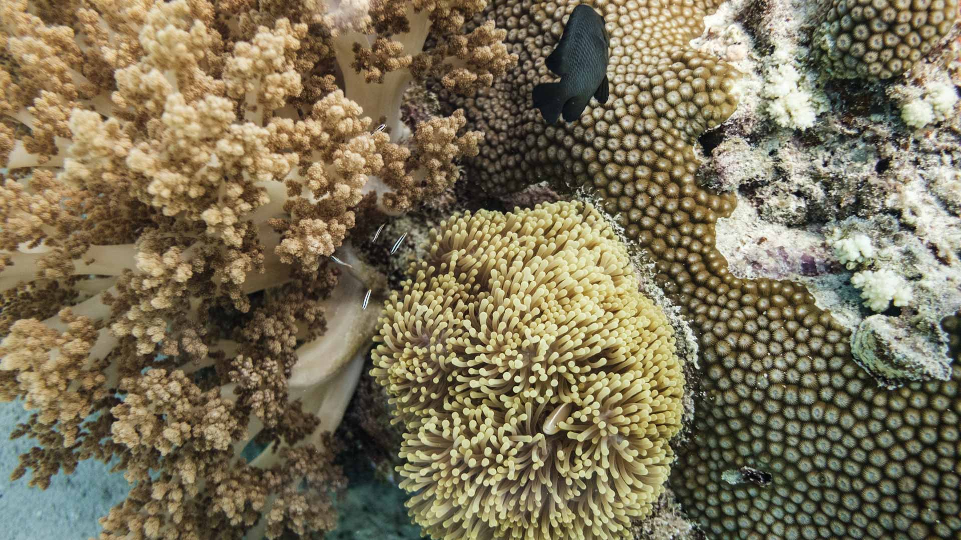 صورة بعنوان: بسبب الحرارة.. الشعاب المرجانية في مياه فلوريدا "شاحبة وضعيفة" 