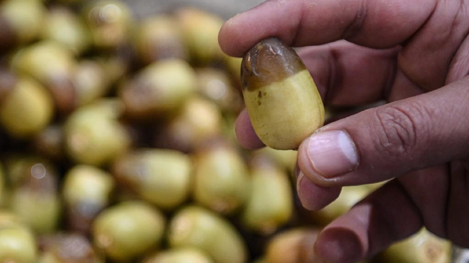 صورة بعنوان: مزاينة مهرجان ليوا للرطب تشهد مشاركات نوعية من مزارع الدولة 