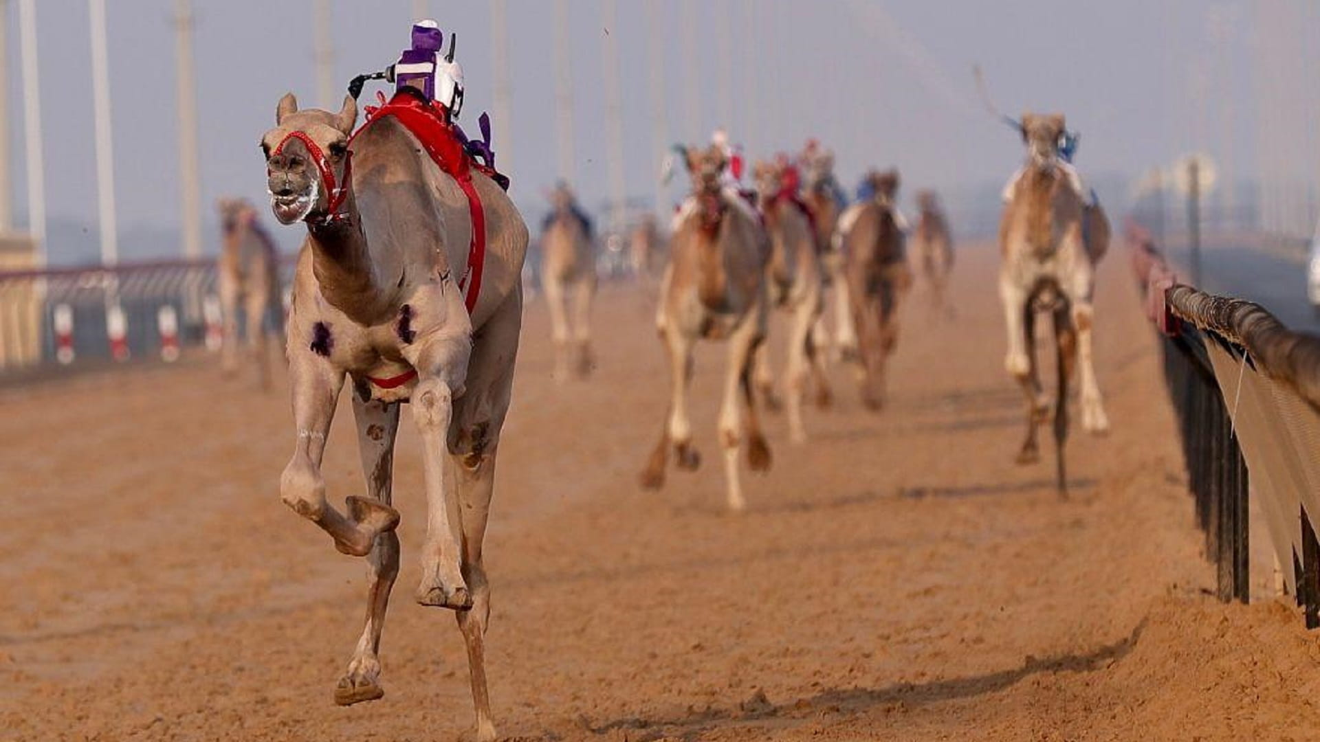 صورة بعنوان: مهرجان هجن الظبي للملاك ذوي الأعداد المحدودة ينطلق السبت في الذيد 