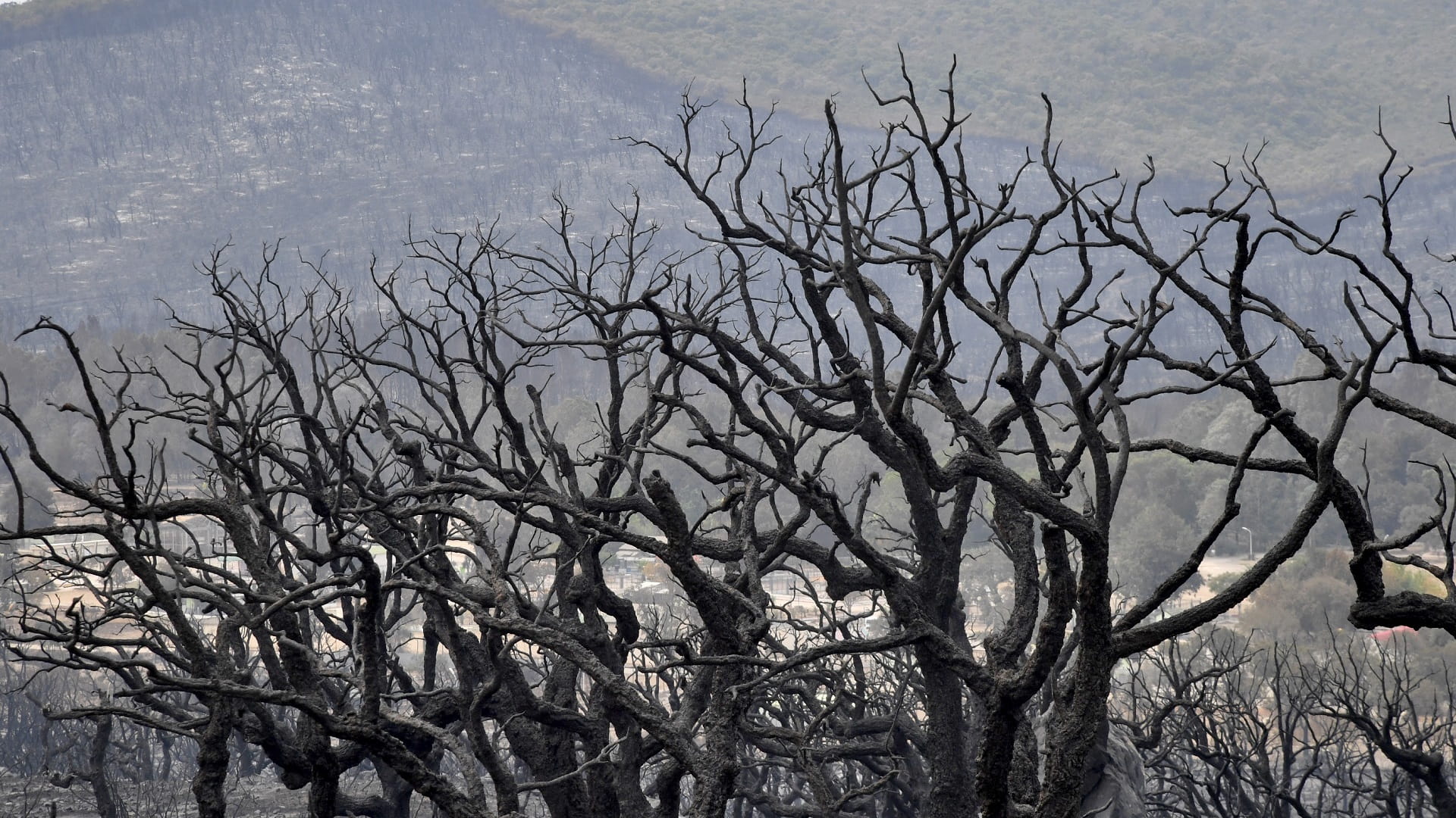Image for the title: Wildfires kill 15 in Algeria as heatwave hits north Africa 