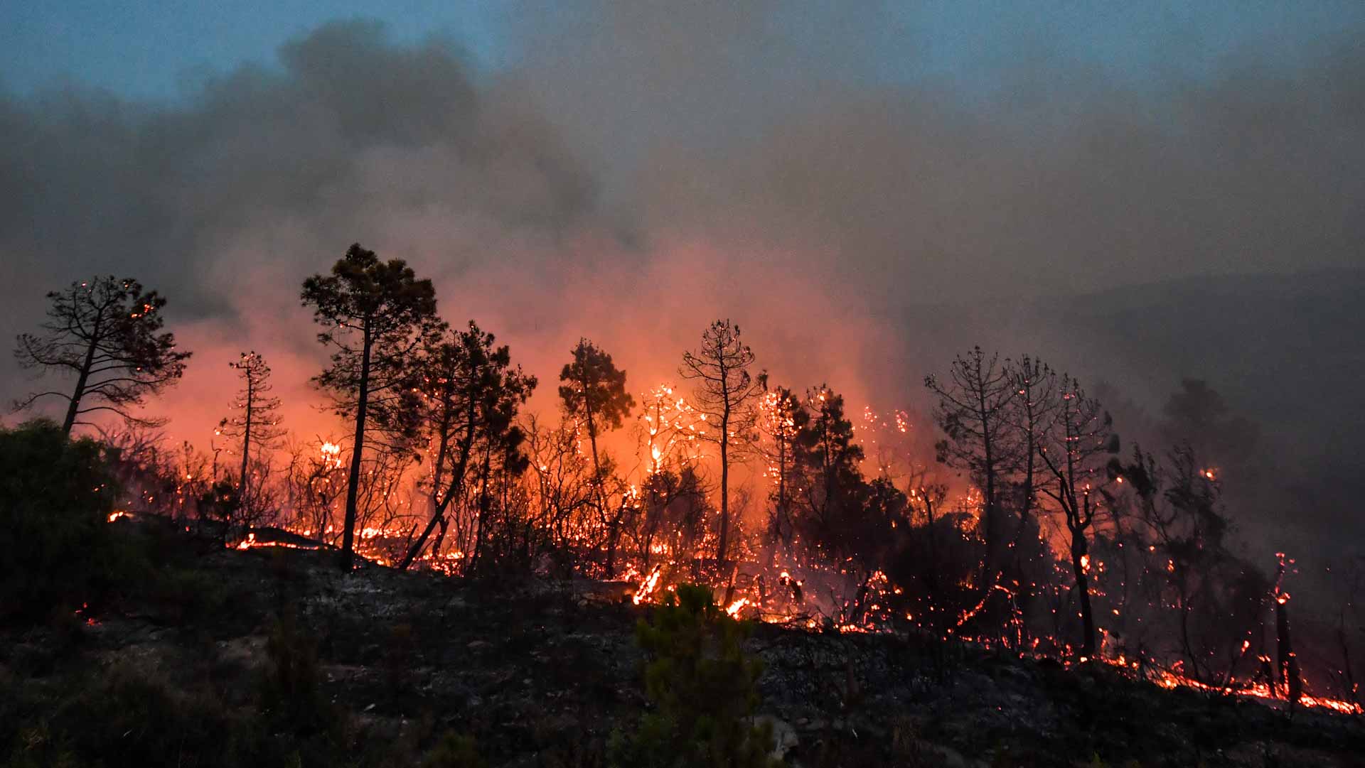 Image for the title: Wind-fanned flames in Algeria and intense heat claim 34 lives 