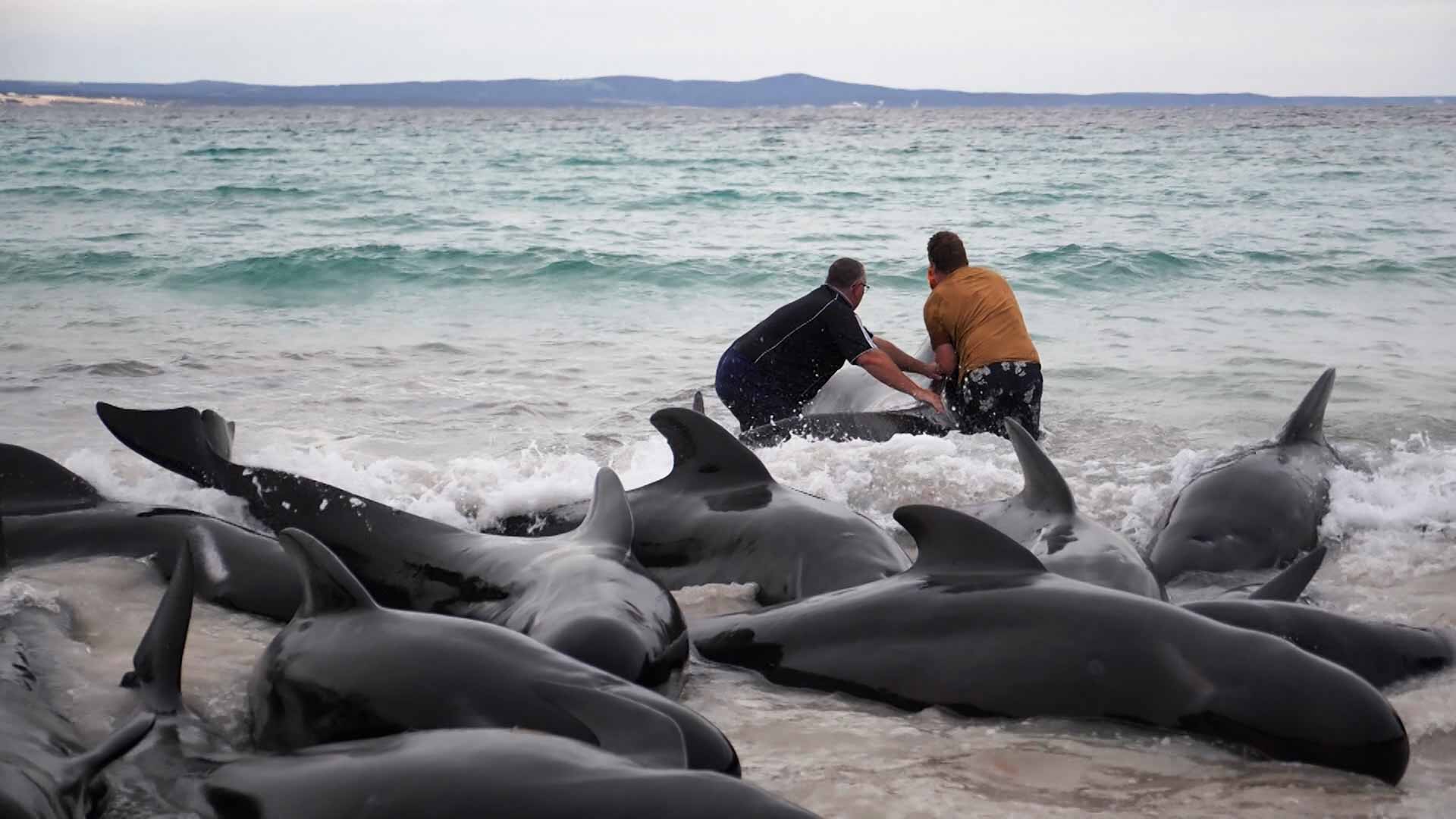 Image for the title: 51 pilot whales dead after beaching in Western Australia 