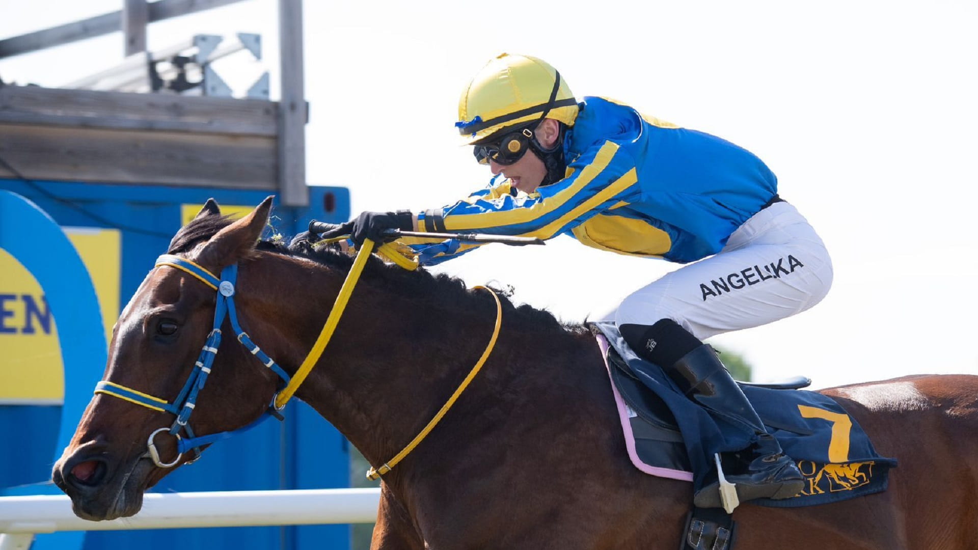 صورة بعنوان: الفرس "مونا ماي" تحصد لقب كأس زايد للخيول العربية في السويد 