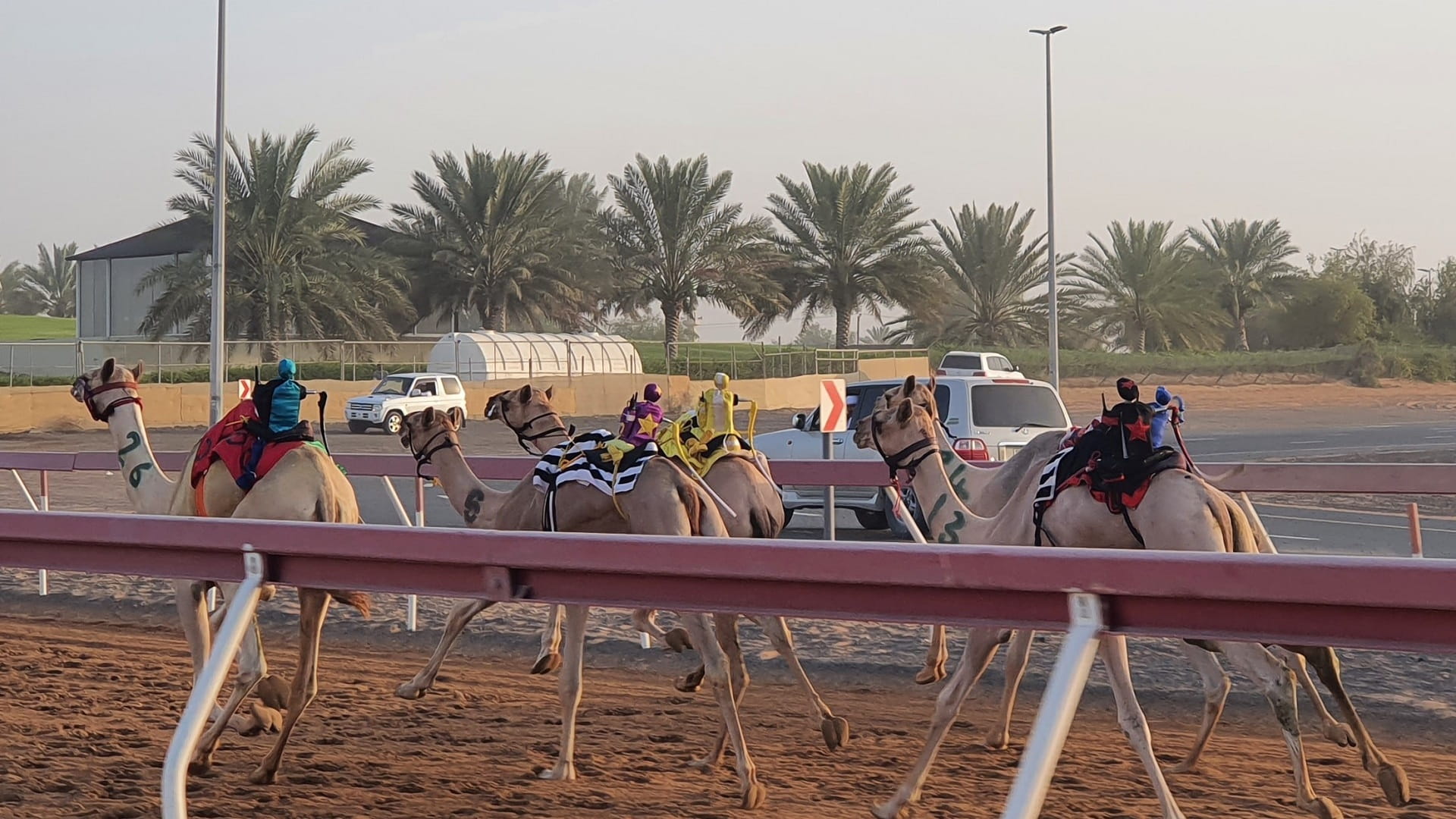 Image for the title: Triumphant traditions: Sharjah's Fatameen camel race mesmerises 