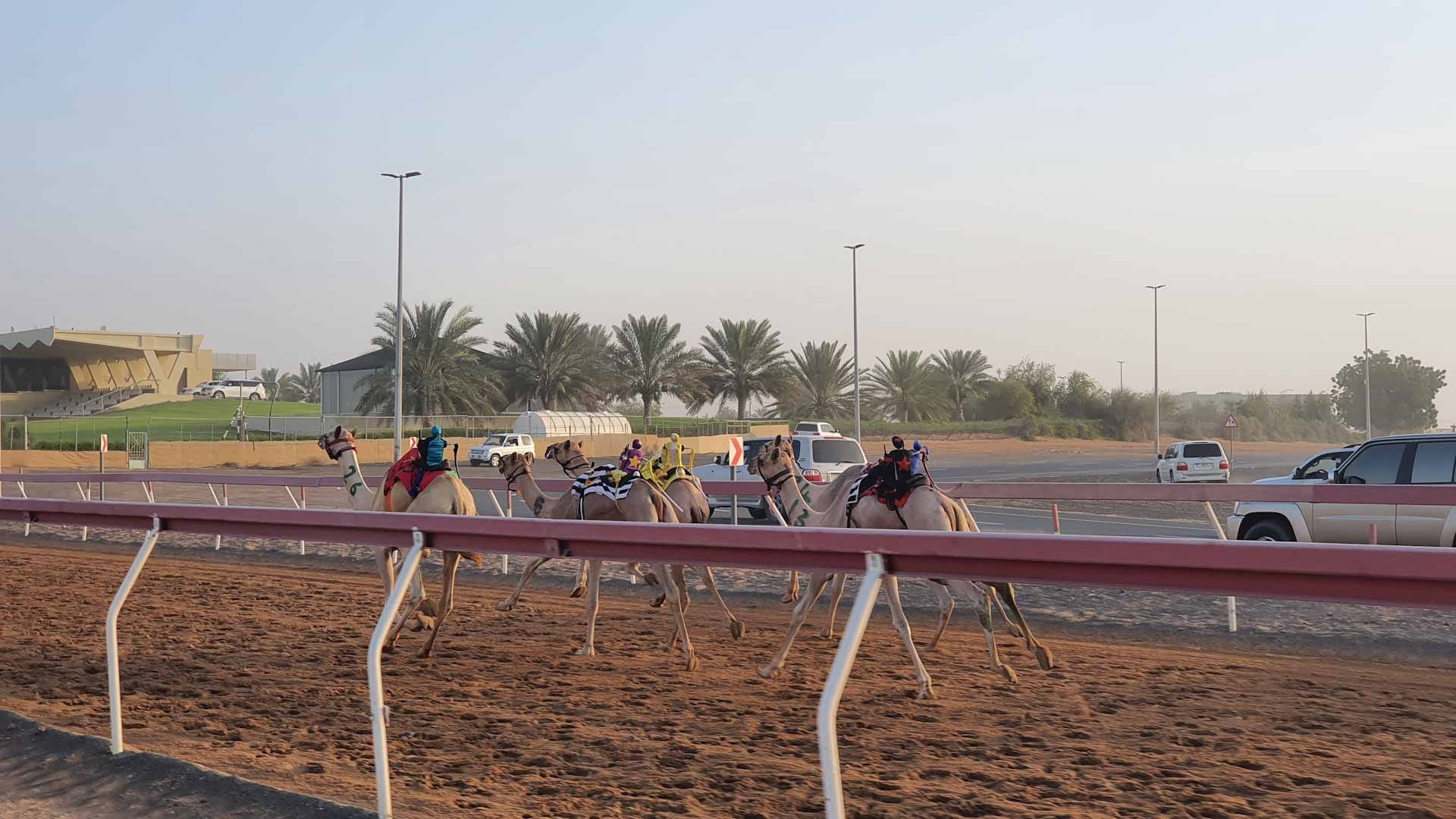 صورة بعنوان: ميدان الذيد للهجن يحتضن منافسات سباق "الفطامين" 