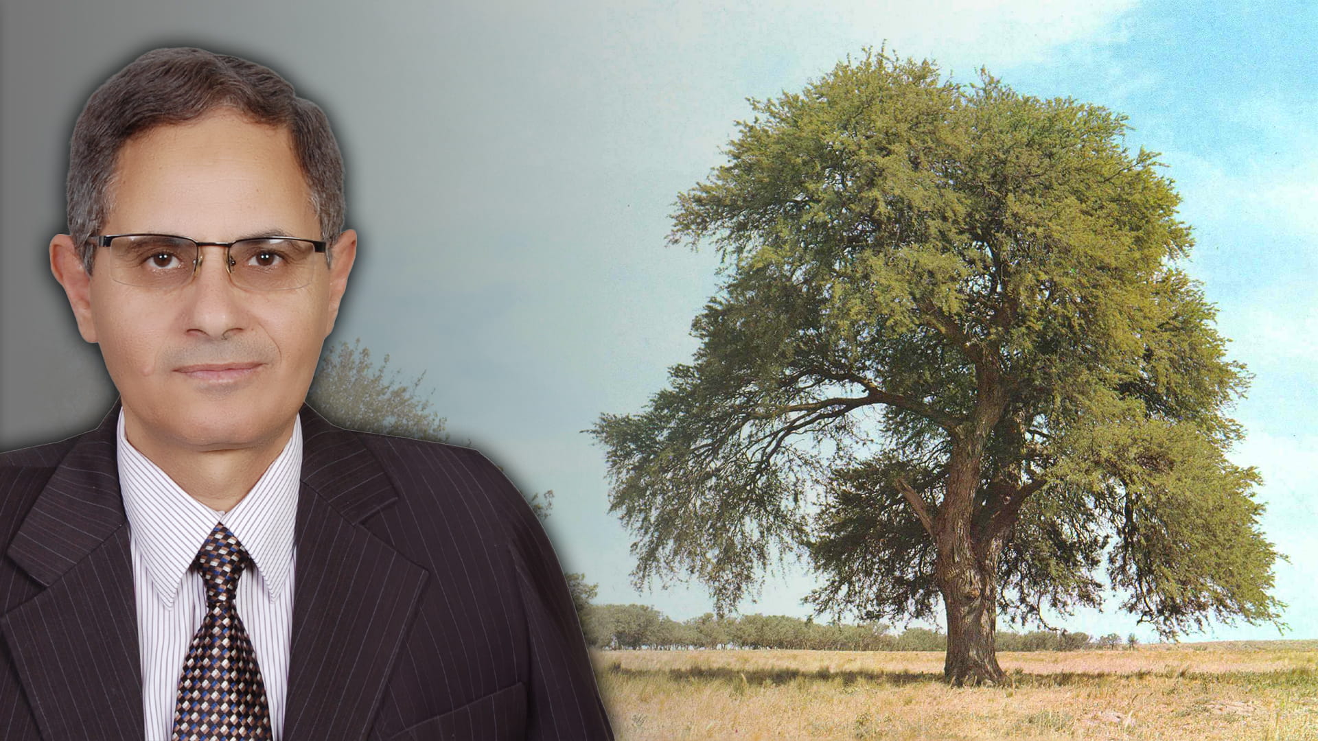 صورة بعنوان: شجرة الغاف...رمز الوطنية والتسامح في الإمارات مهددة بالانقراض 