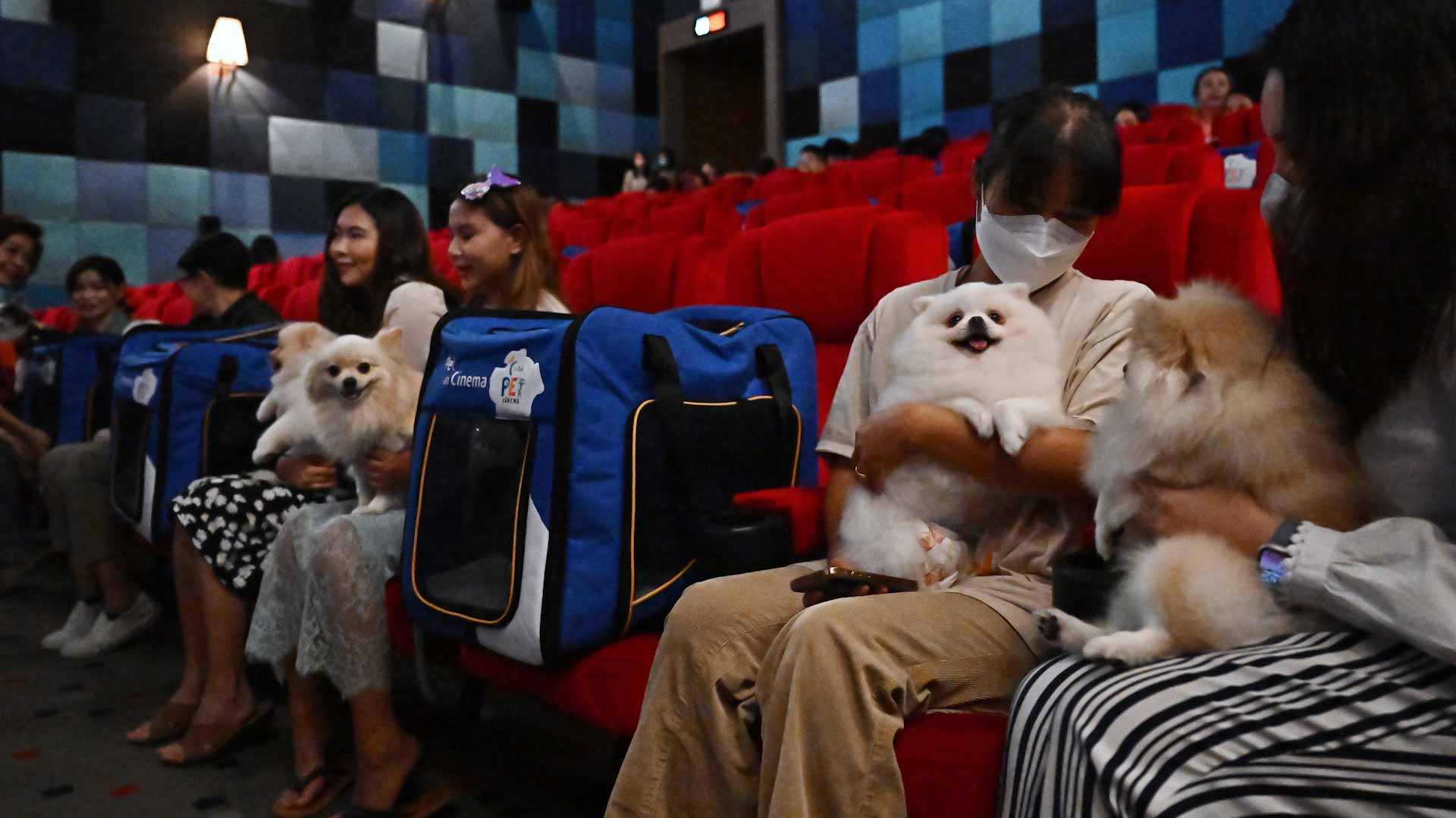Image for the title: Popcorn and paws: Thai cinema becomes animal-friendly 