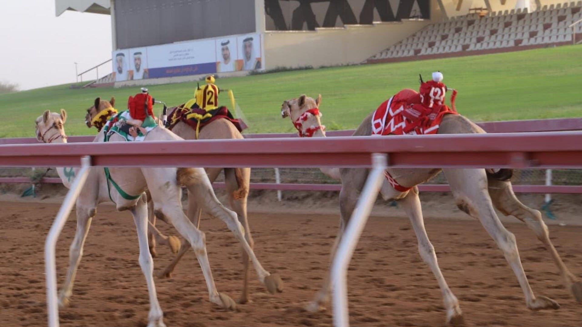 صورة بعنوان: سباق "سن الفطامين" بميدان الذيد يشهد منافسات قوية 