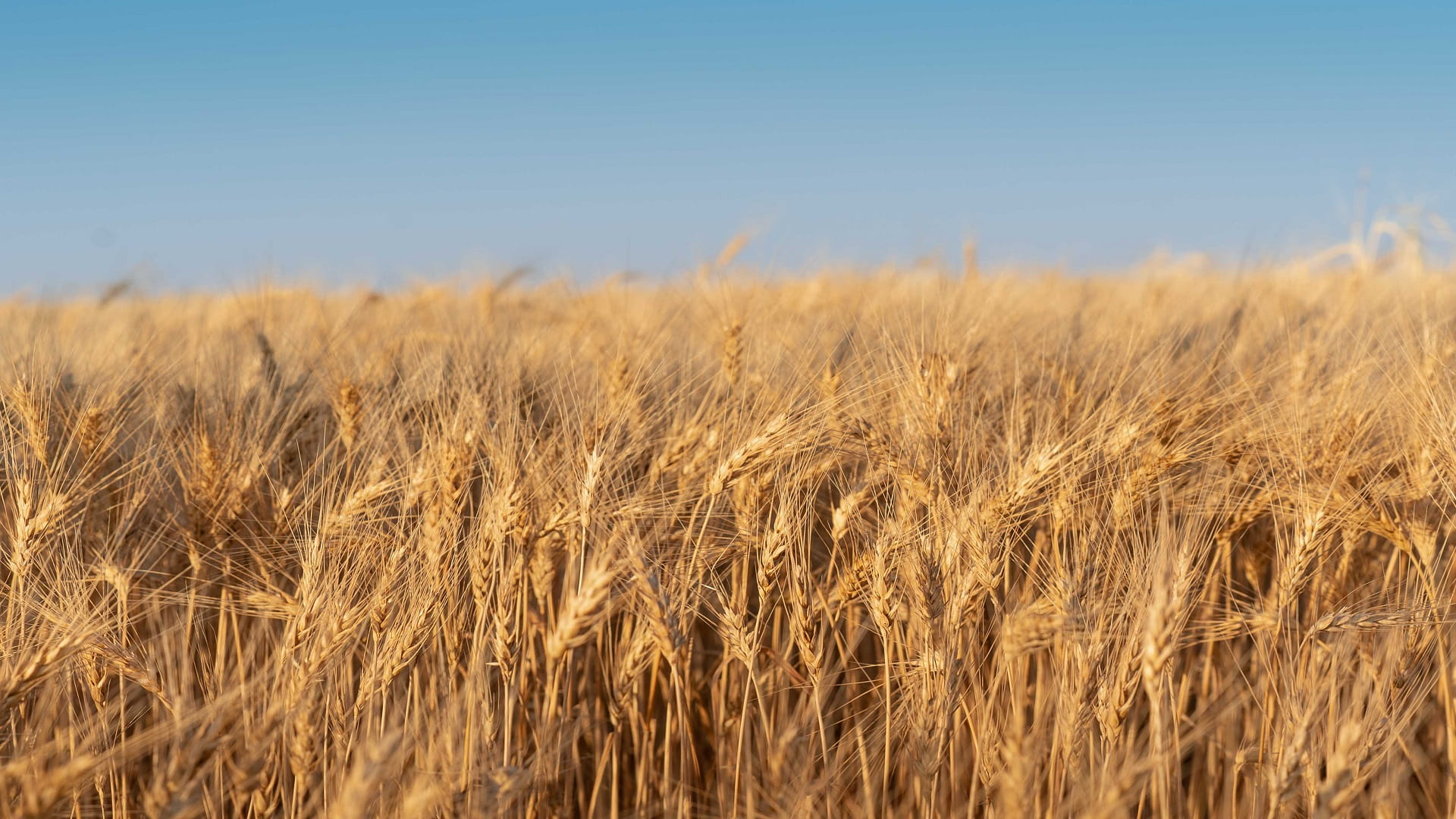 Image for the title: Sabaa Sanabel becomes first product to get made in UAE Mark 