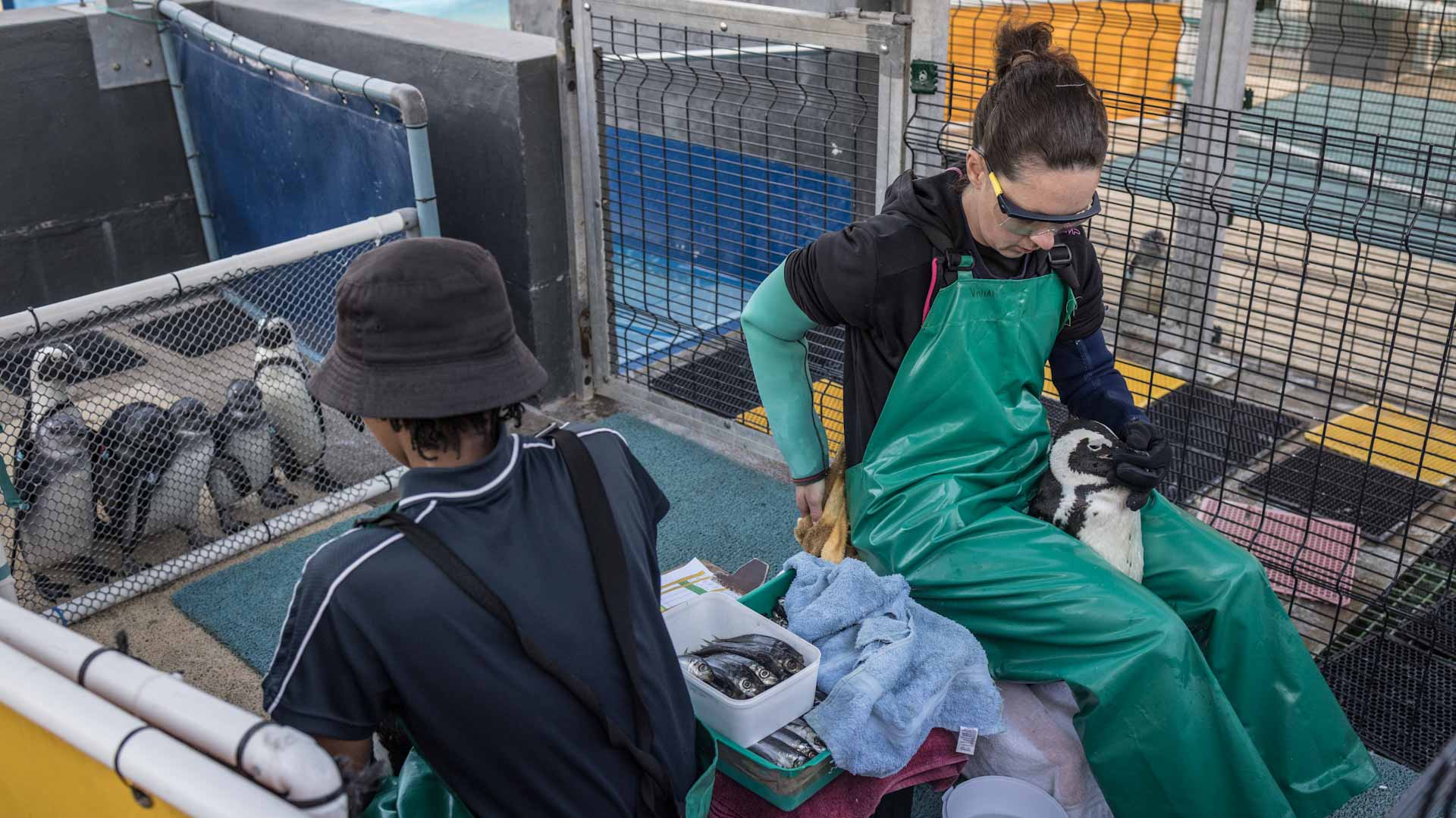 Image for the title: South African clinic aims to protect future of penguins 