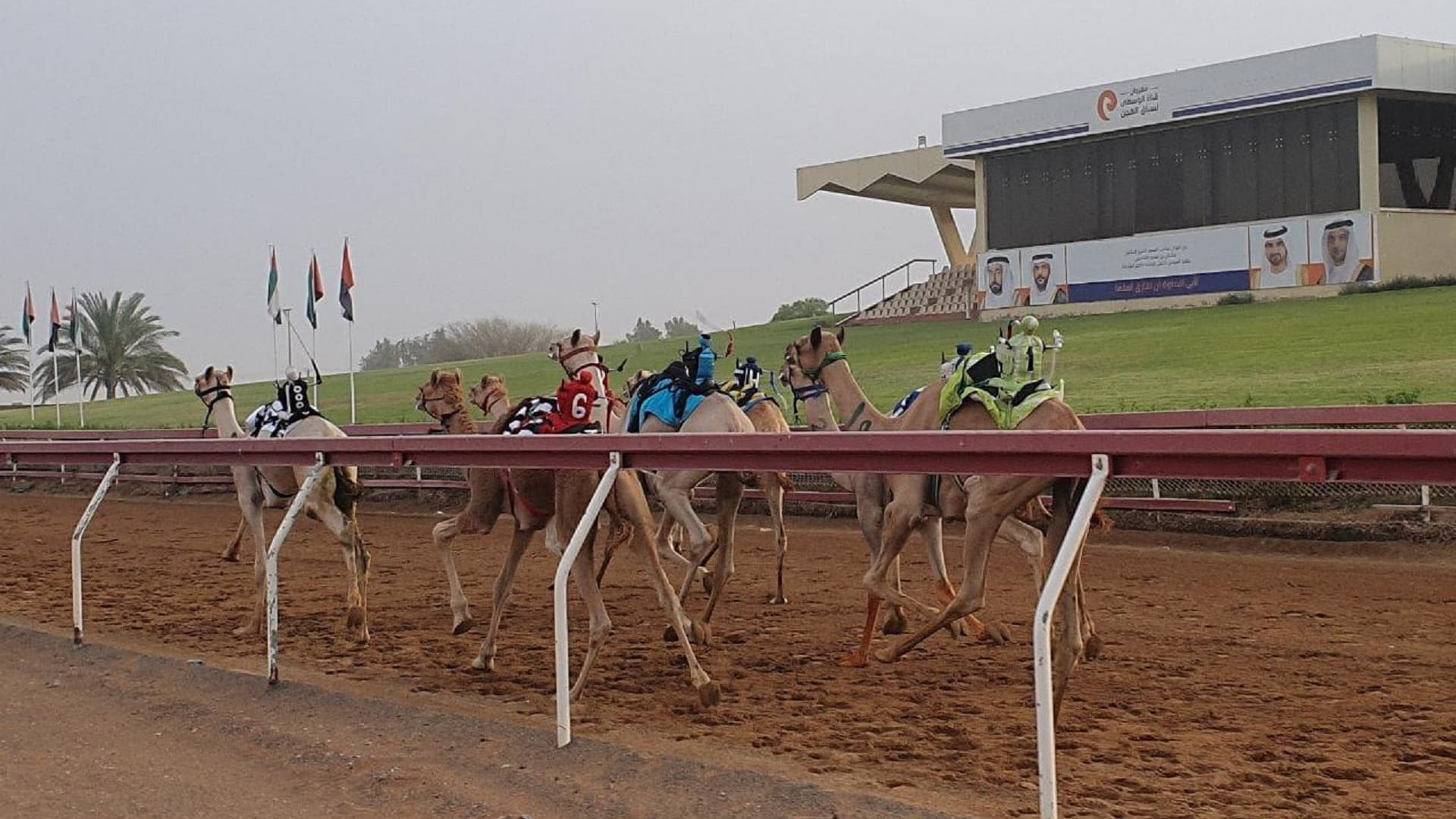 صورة بعنوان: منافسات مثيرة لسباق سن الفطامين بميدان الذيد 