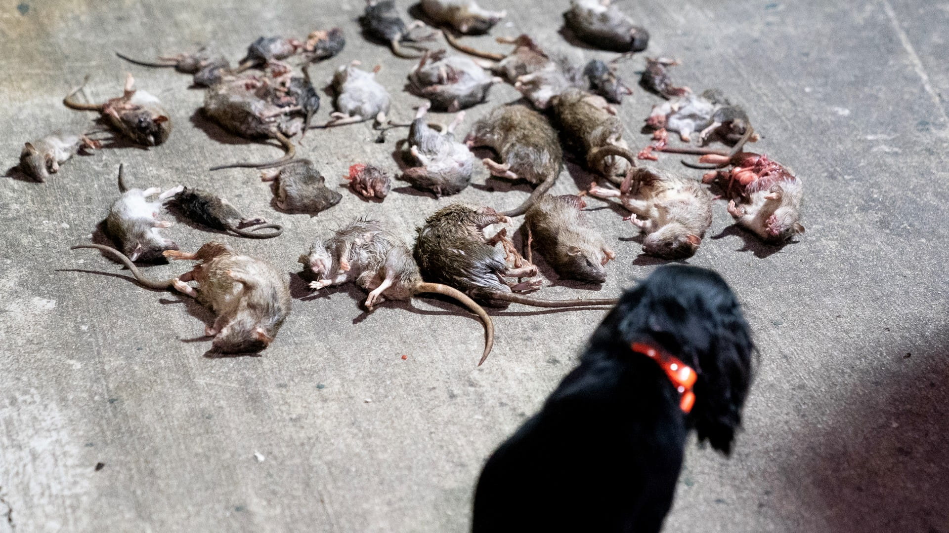 صورة بعنوان: في مطاردة أسبوعية...الكلاب تخلص عاصمة البيت الأبيض من قبضة الجرذان 