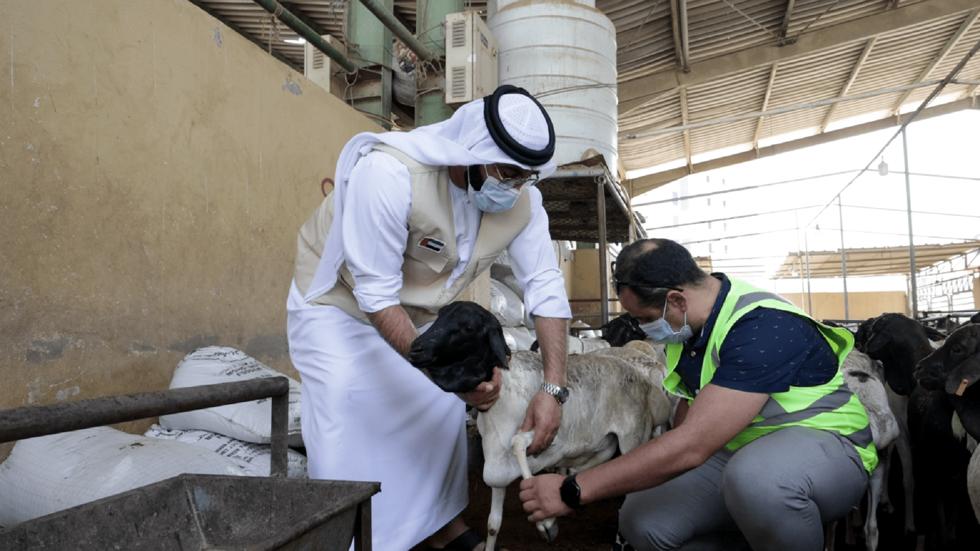 صورة بعنوان: "خيرية الشارقة" تفحص أكثر من 2500 رأس أضحية داخل الدولة 