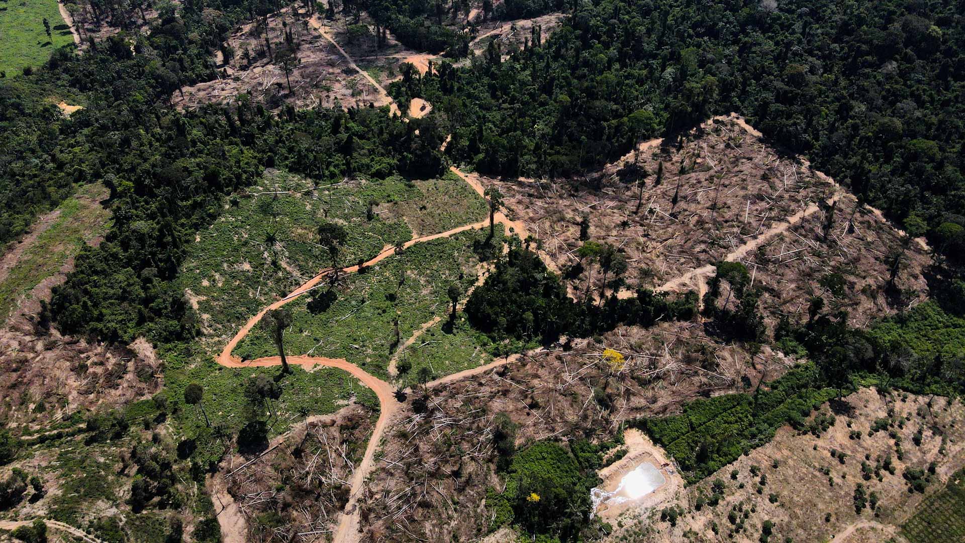 صورة بعنوان: ترميم رئة العالم وبالوعة الكربون ببساط أخضر يدر مليارات للبرازيل  