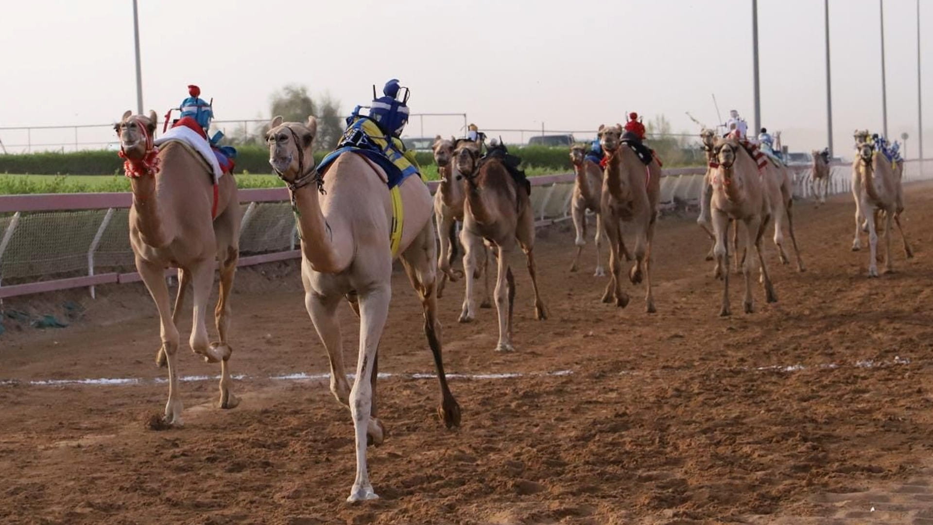 صورة بعنوان: ميدان الذيد يشهد منافسات قوية لسباق سن الفطامين   