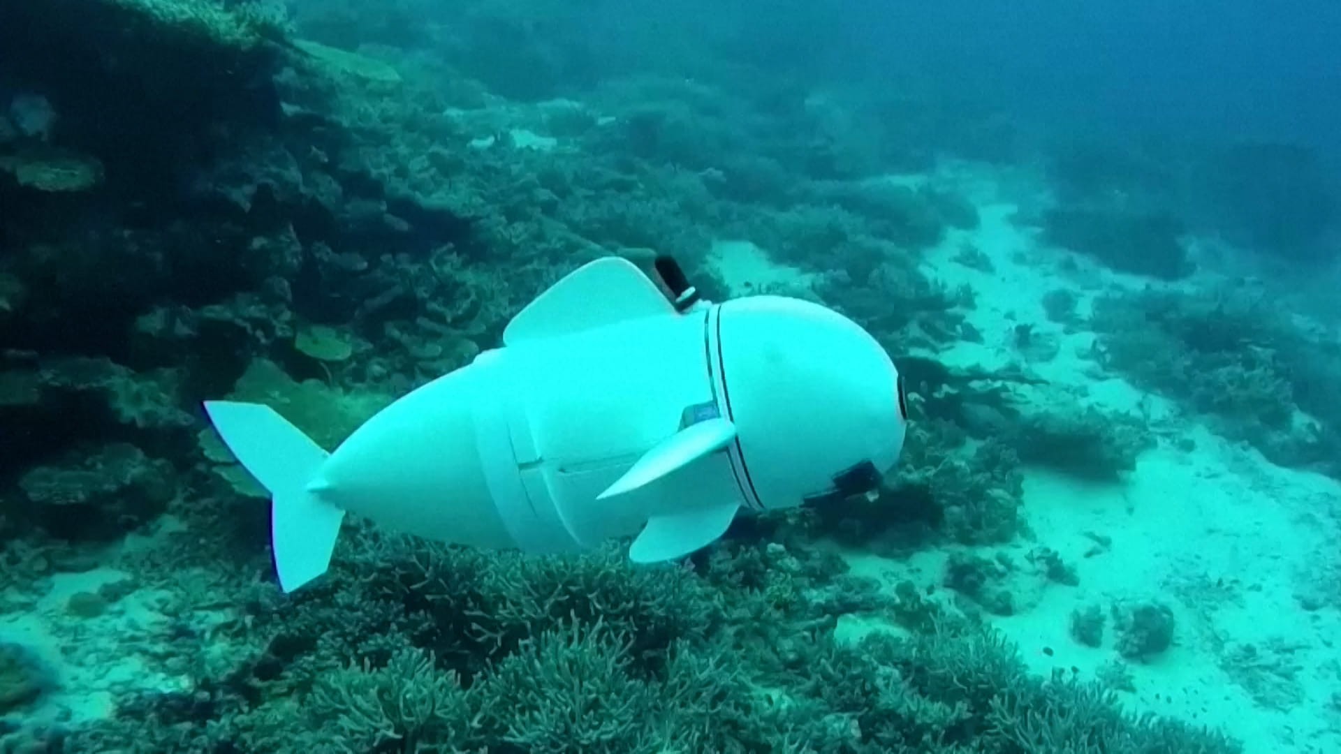 Image for the title: Robotic fish collects DNA samples in the ocean 
