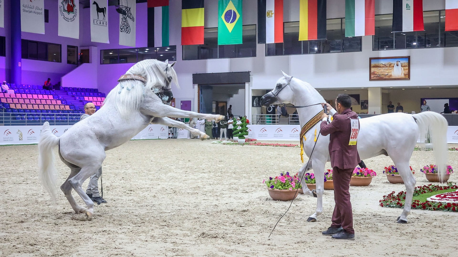 Image for the title: Sharjah International Arabian Horse Festival from 3 to 5 March 