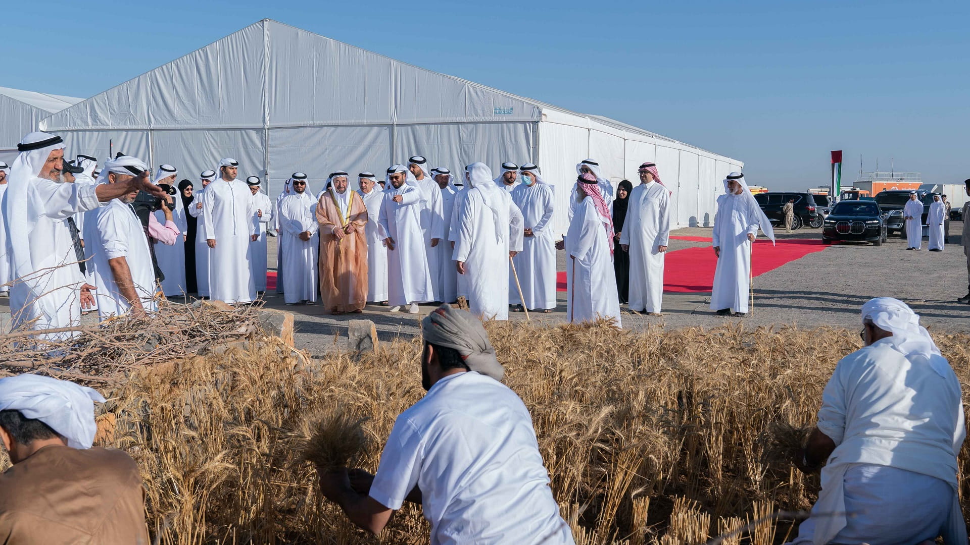 Image for the title: Sharjah Ruler witnesses harvest 1st phase of wheat farm in Mleiha 