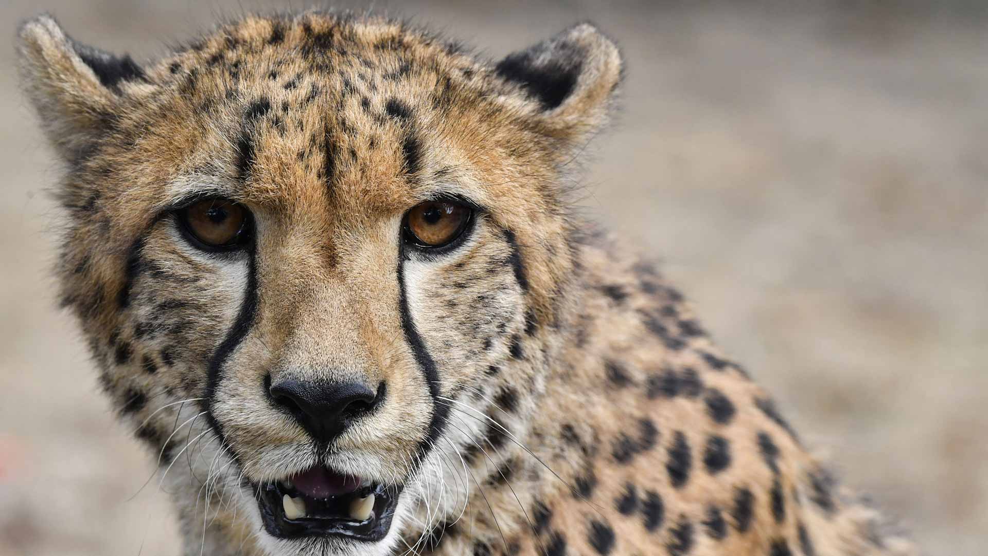 Image for the title: Cheetahs back in wild in India after seven decades 