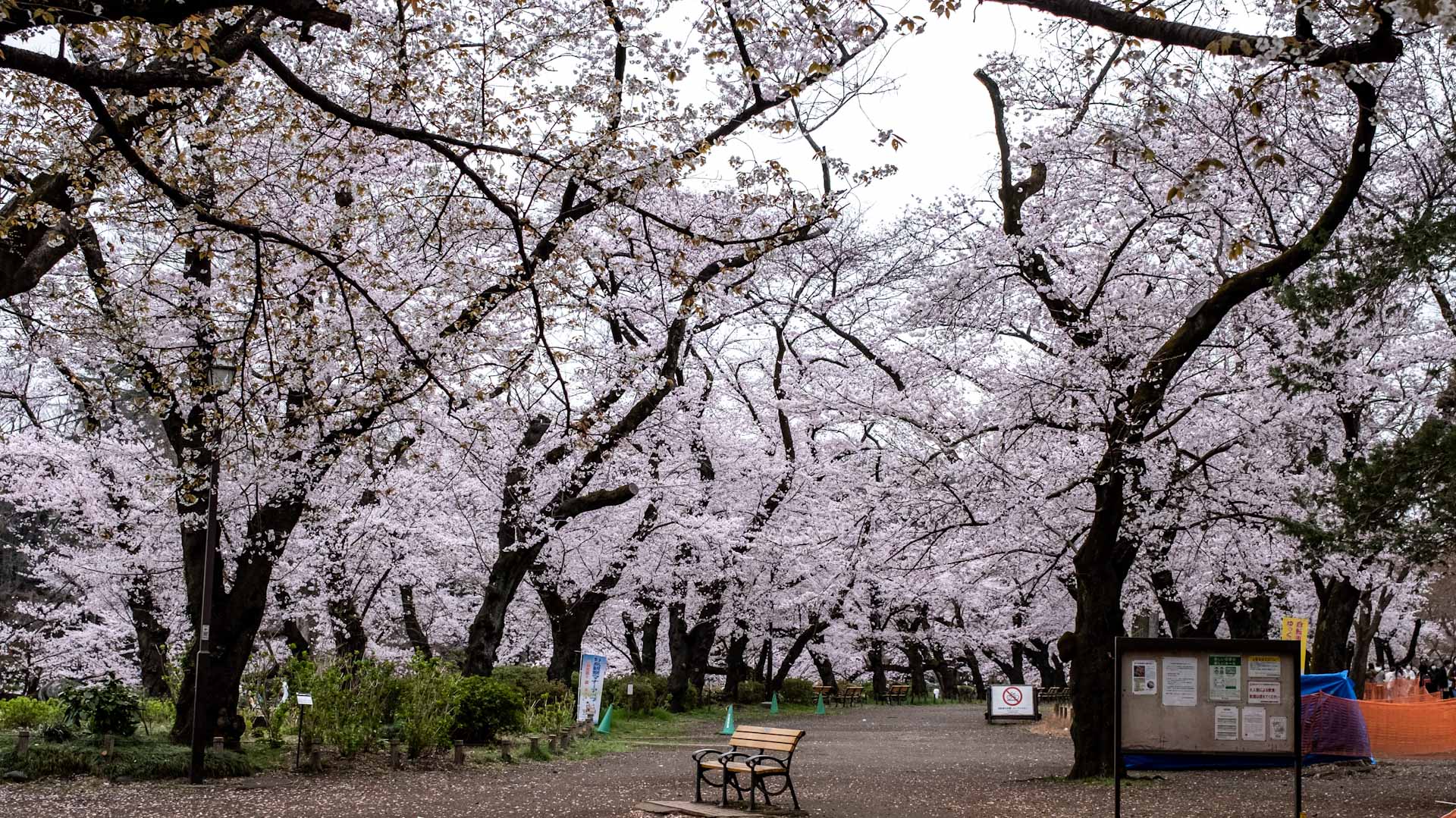 Image for the title: Tokyo's cherry blossoms will begin at a record early time 