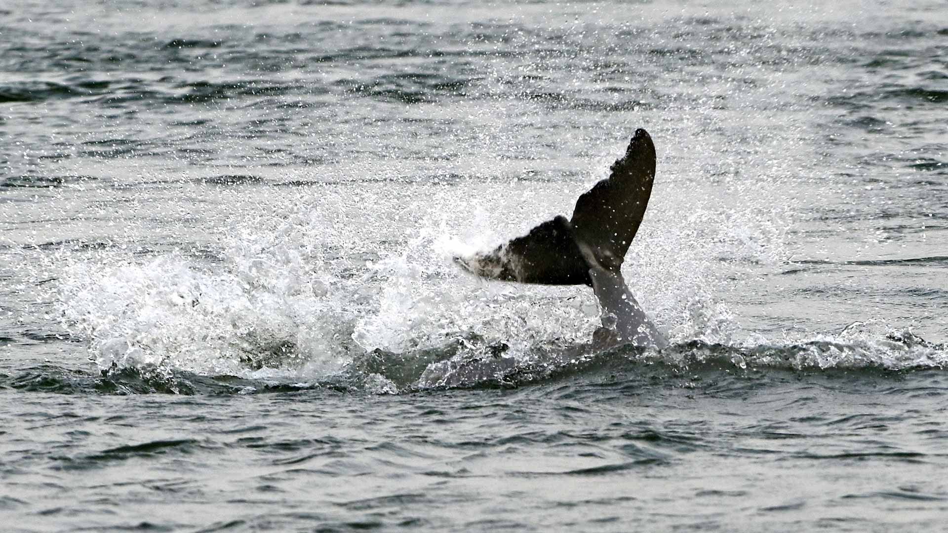 Image for the title: Cambodia's river dolphins threatened with extinction 