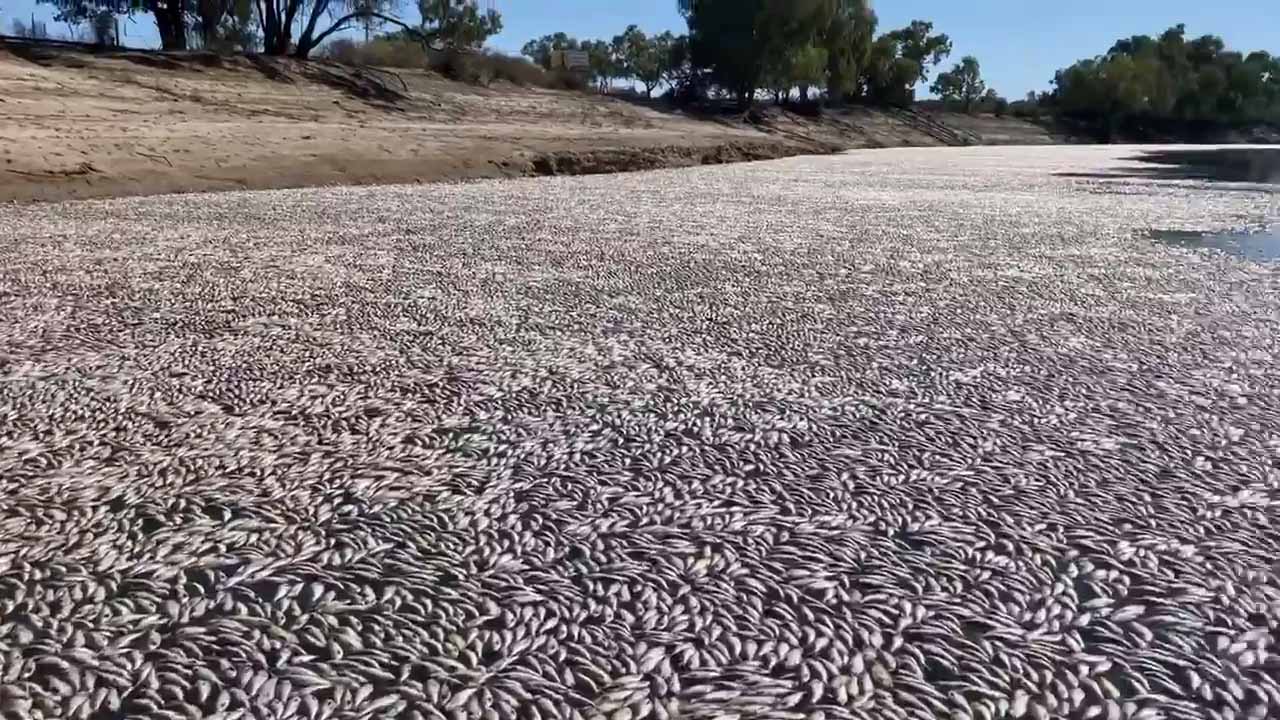 Image for the title: Residents call for clean-up after mass fish death in Australia 