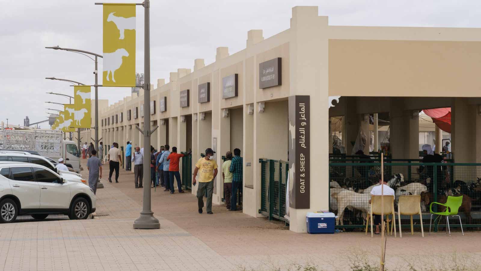 صورة بعنوان: سوق الشارقة للمواشي يعلن عن مواعيد العمل في شهر رمضان المبارك 