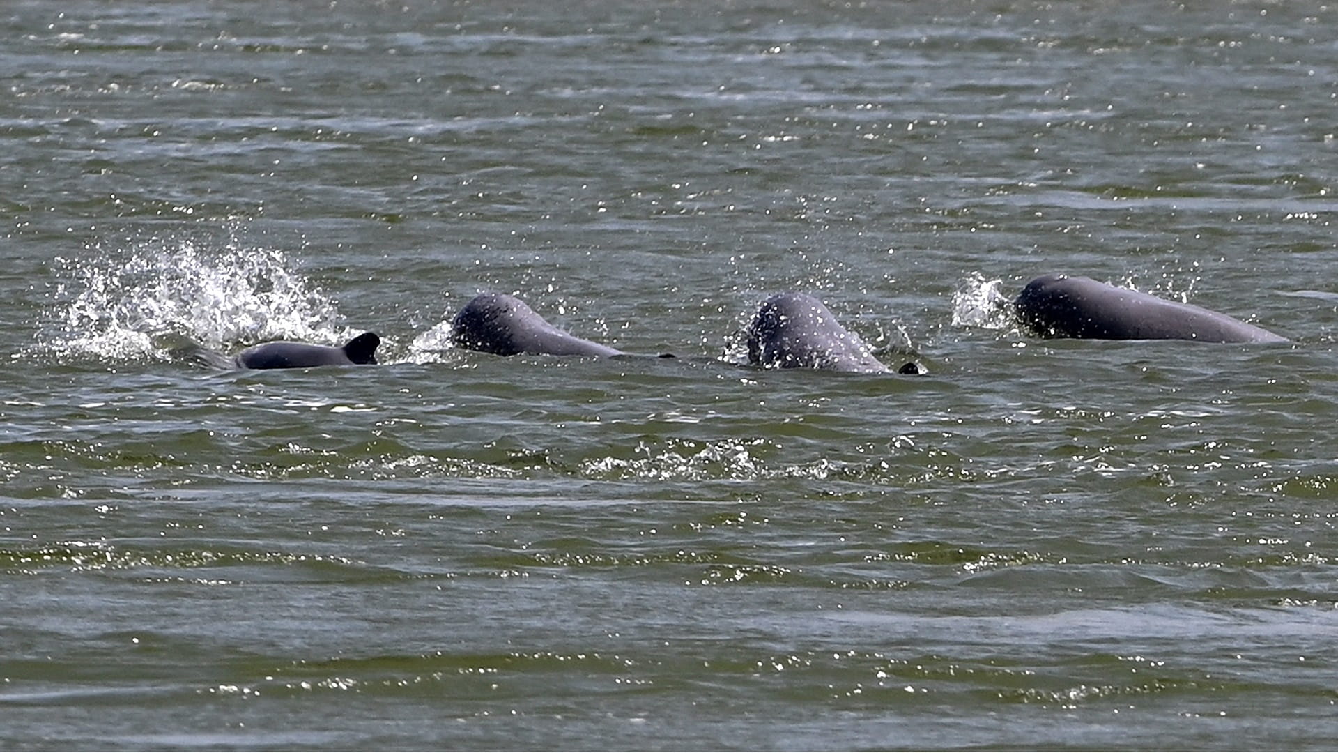 Image for the title: Study links baby dolphin deaths to BP oil spill 