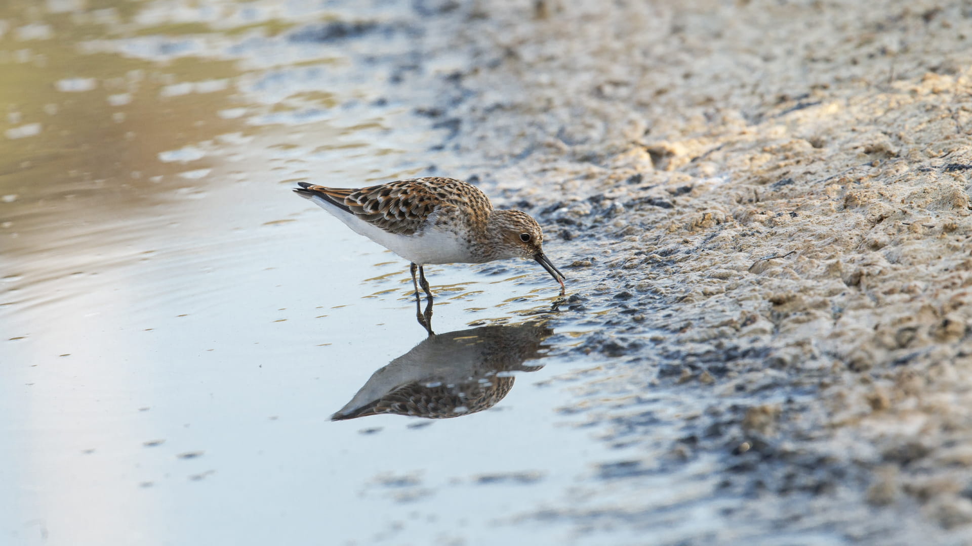 صورة بعنوان: مخلفات البلاستيك تلوث البيئة وتعطل الجهاز الهضمي للطيور البحرية 