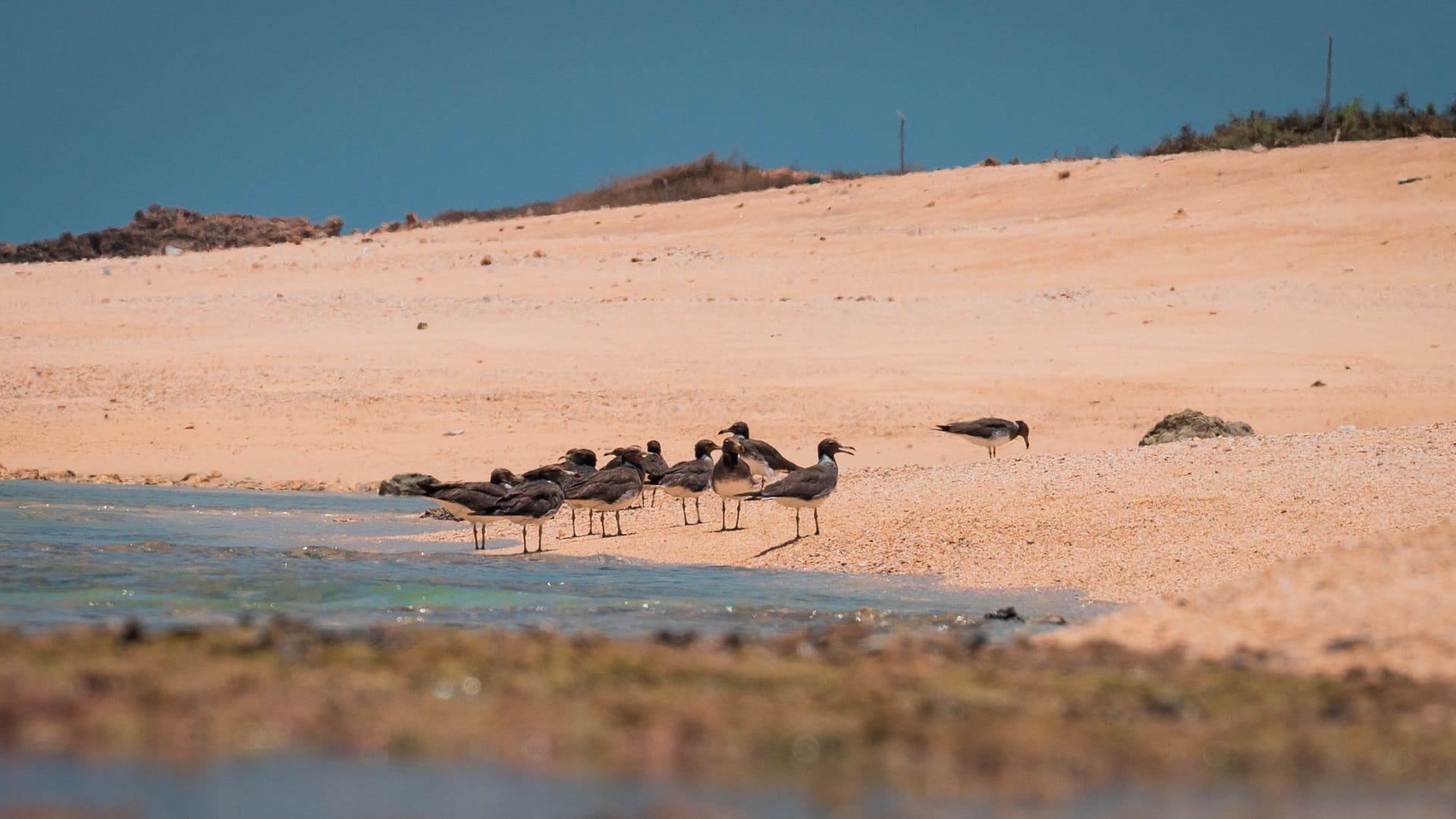 Image for the title: Sharjah TV documentary spotlights on nature haven, Sir Bu Nair 