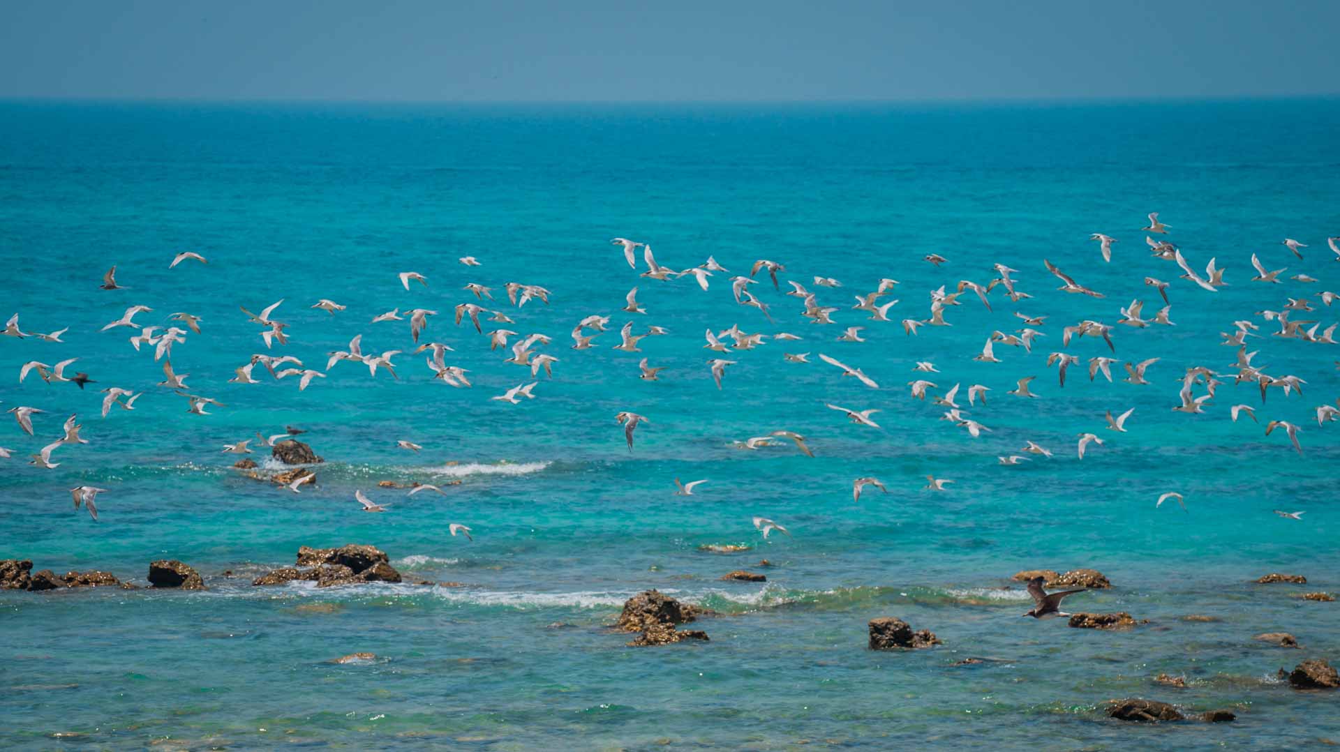 صورة بعنوان: "صير بونعير- ملاذ الطبيعة".. عمل وثائقي يجمع بين المتعة والمعرفة 